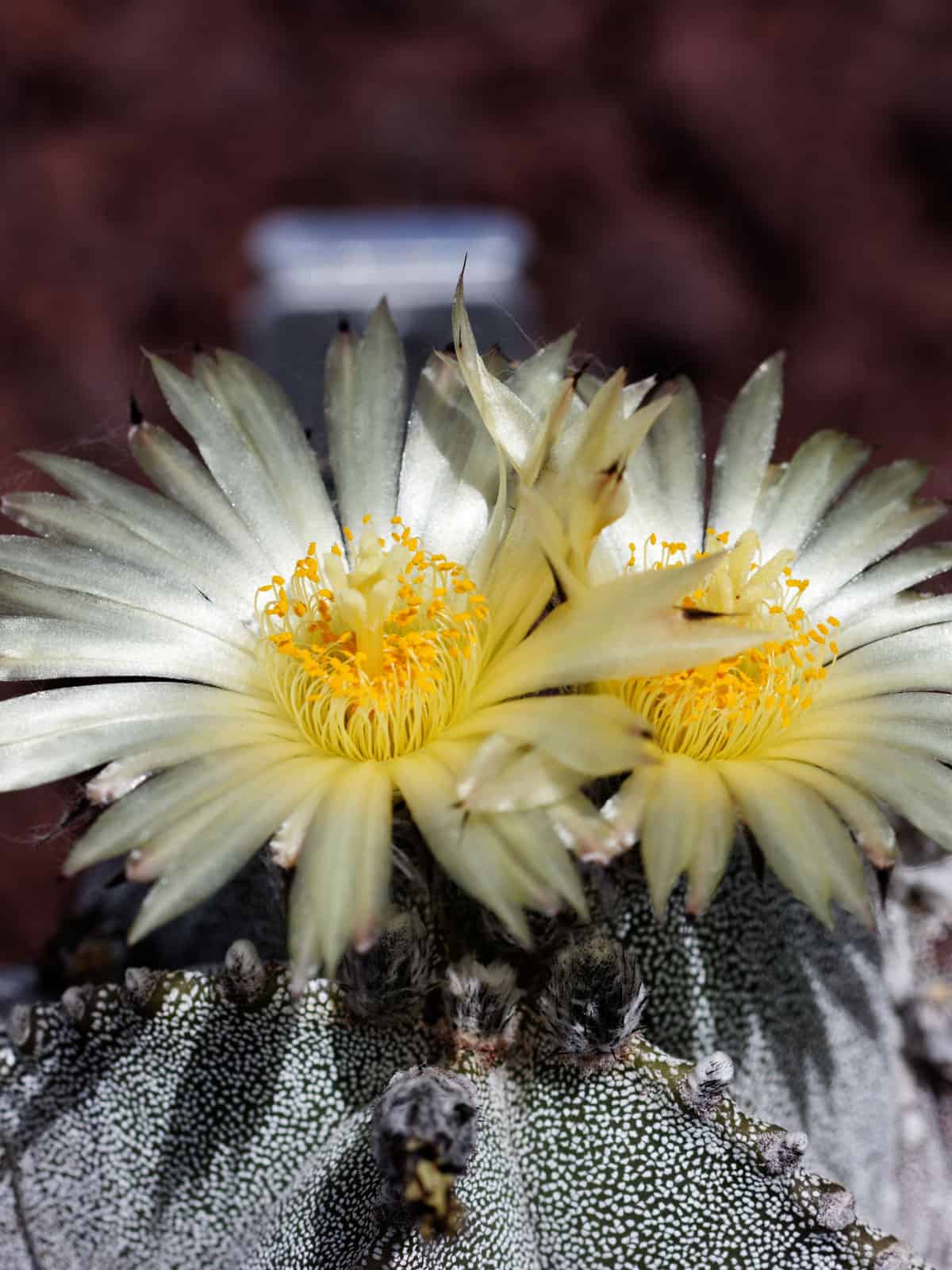 Blooming flower of a Bishops cap cactus 
