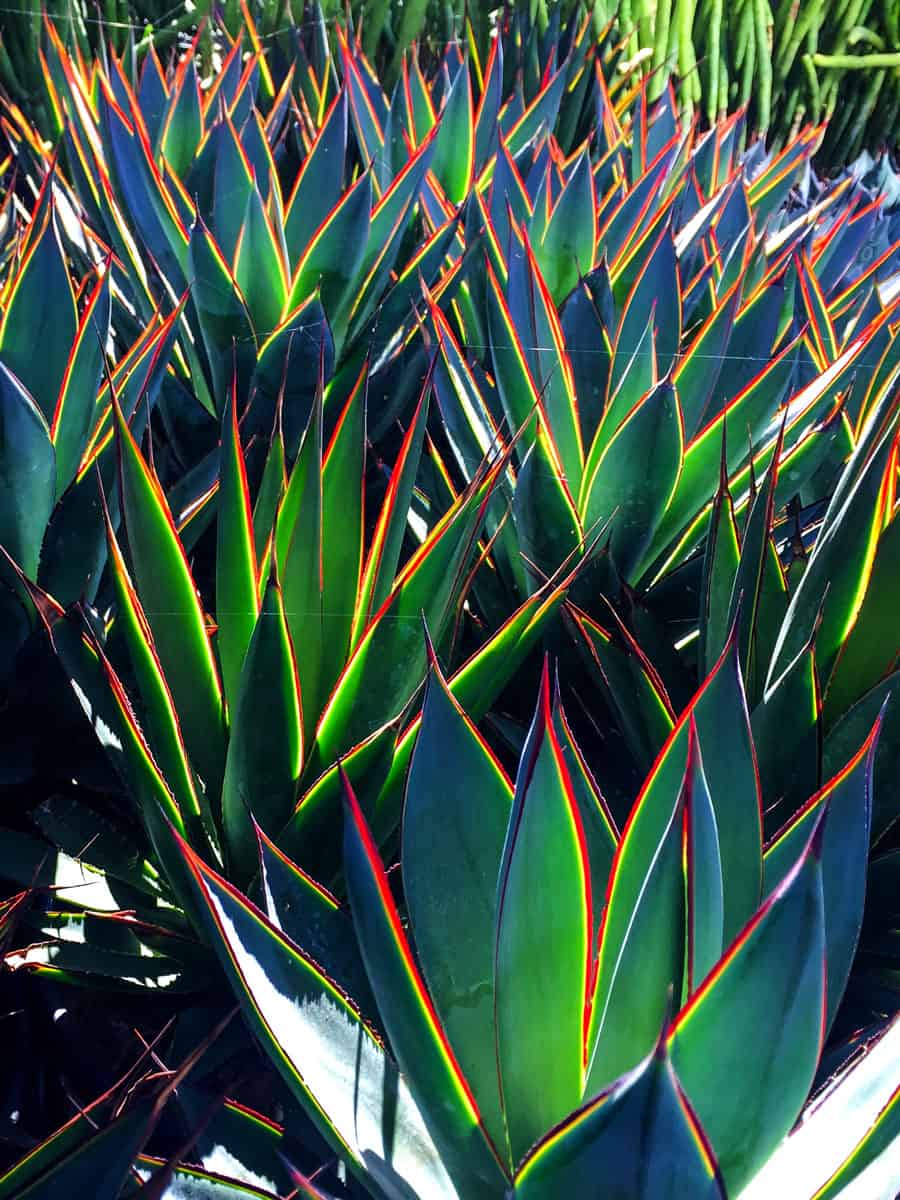 Gorgeous blue glow agave planted in the garden