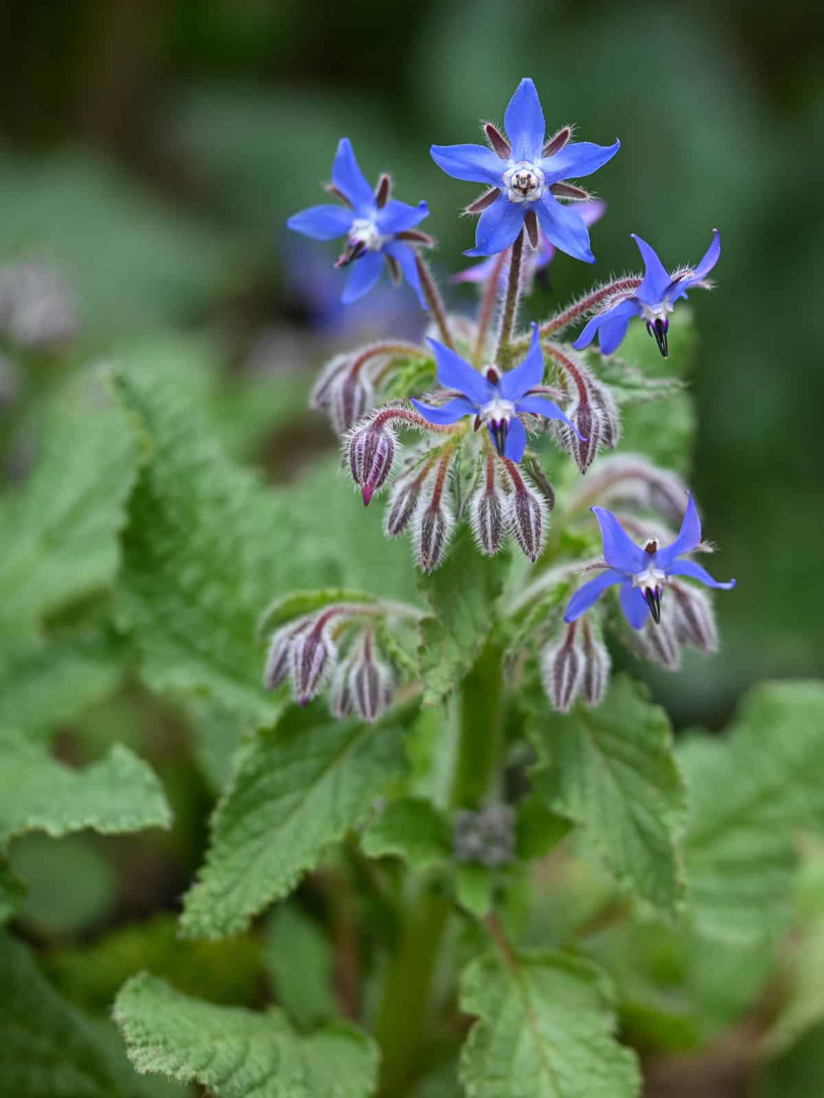 Bright blue flowers of a Borage herb