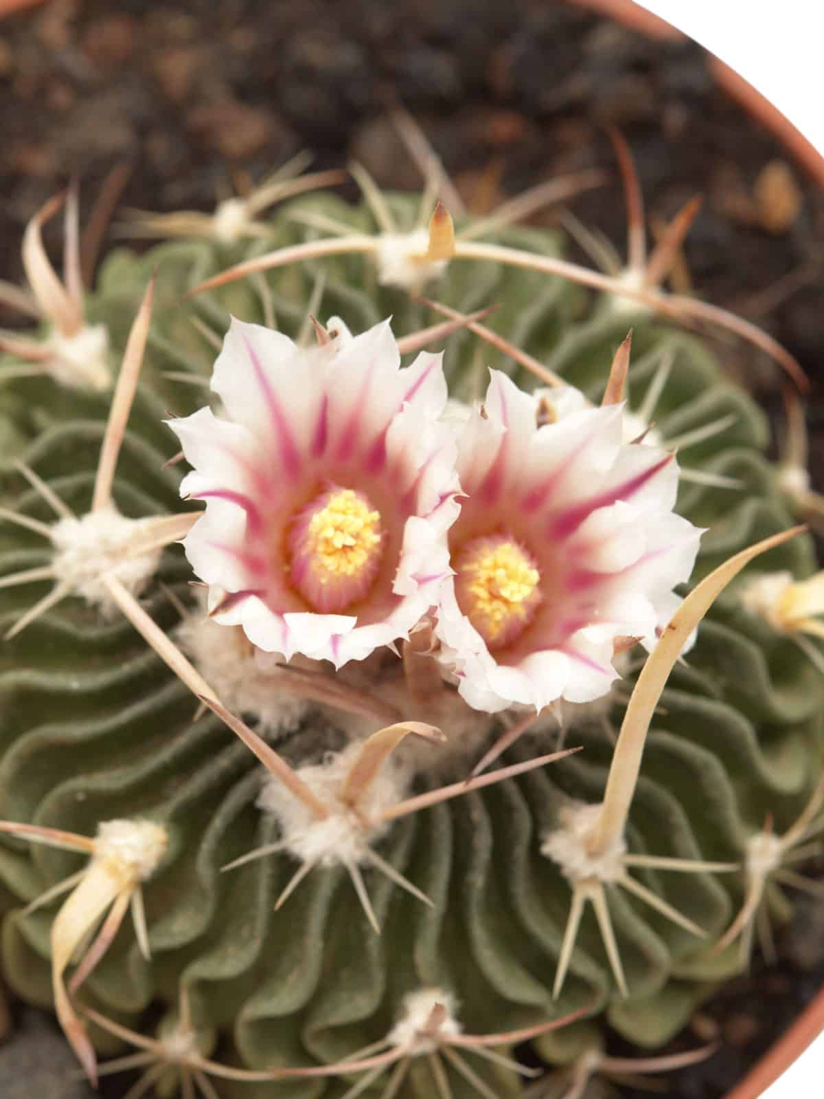 Stunning white and pink flowers of a Brain Cactus