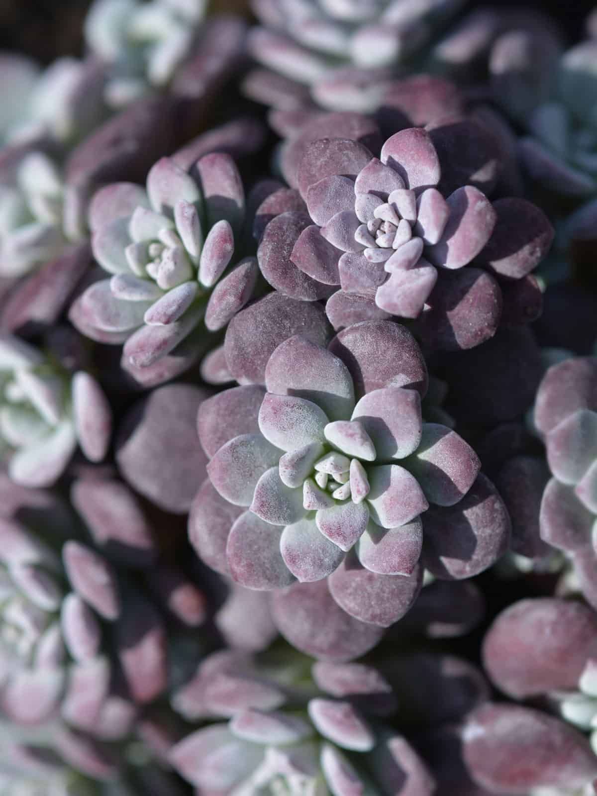 Dark purple leaves with a charcoal texture Sedum Spathulifolium ‘Purpureum’ 