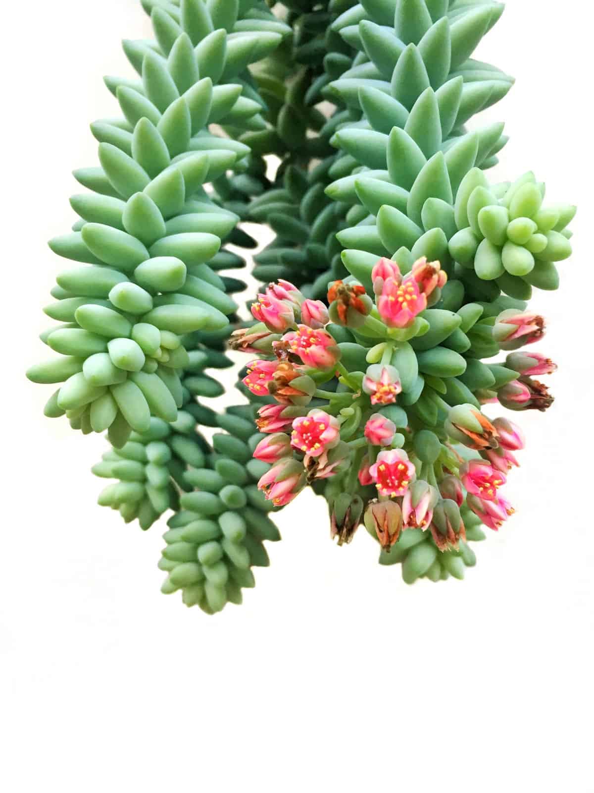 Gorgeous Burros tail with blooming bright pink flowers
