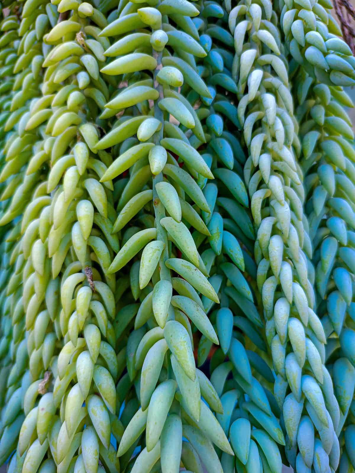 Bright green Jelly bean like leaves of a Burro's Tail