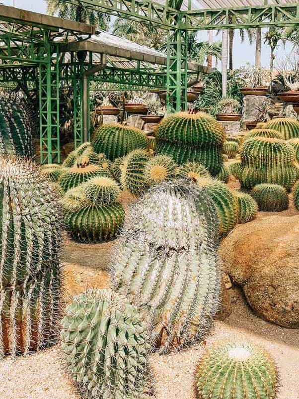 A lush cactus garden with an array of barrel and columnar cacti, featuring dense spines, set against a backdrop of a green pergola and palm trees ar 3:4