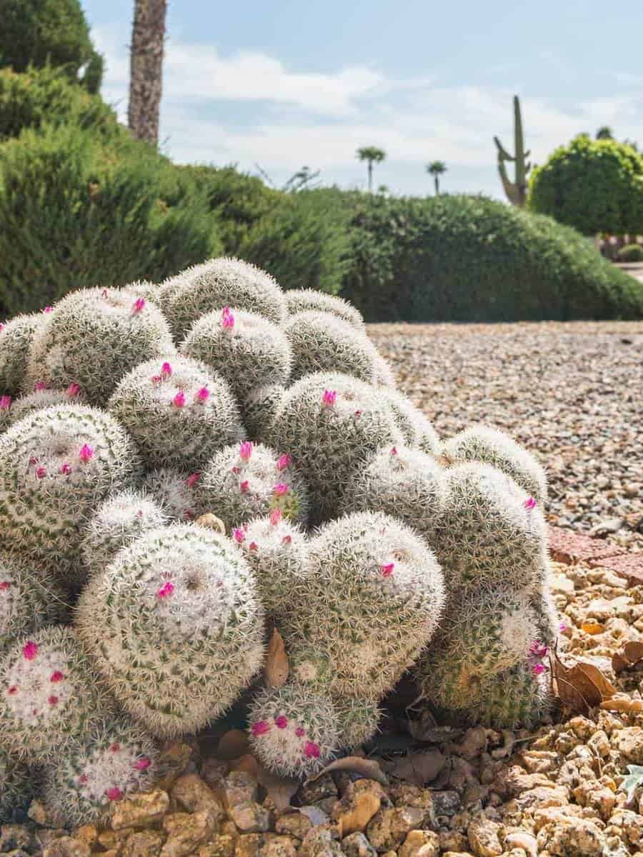 A vibrant cactus garden with diverse species, including tall green cacti with yellow fruit and barrel cacti with pink flowers ar 3:4