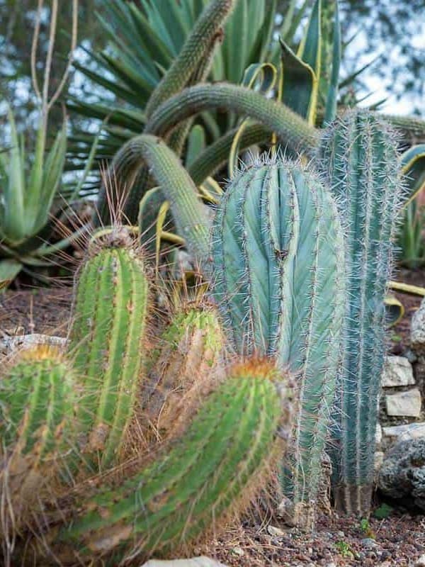 A cactus-lined path with rounded, spiky specimens on either side, leading through a garden with varied desert flora ar 3:4