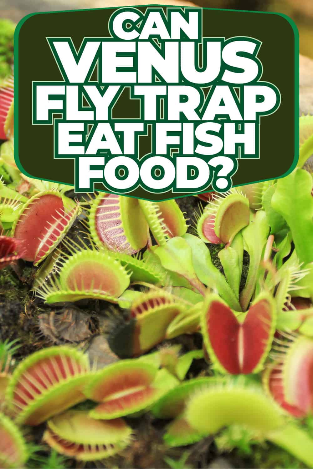 Can Venus Fly Traps Eat Fish Food?
