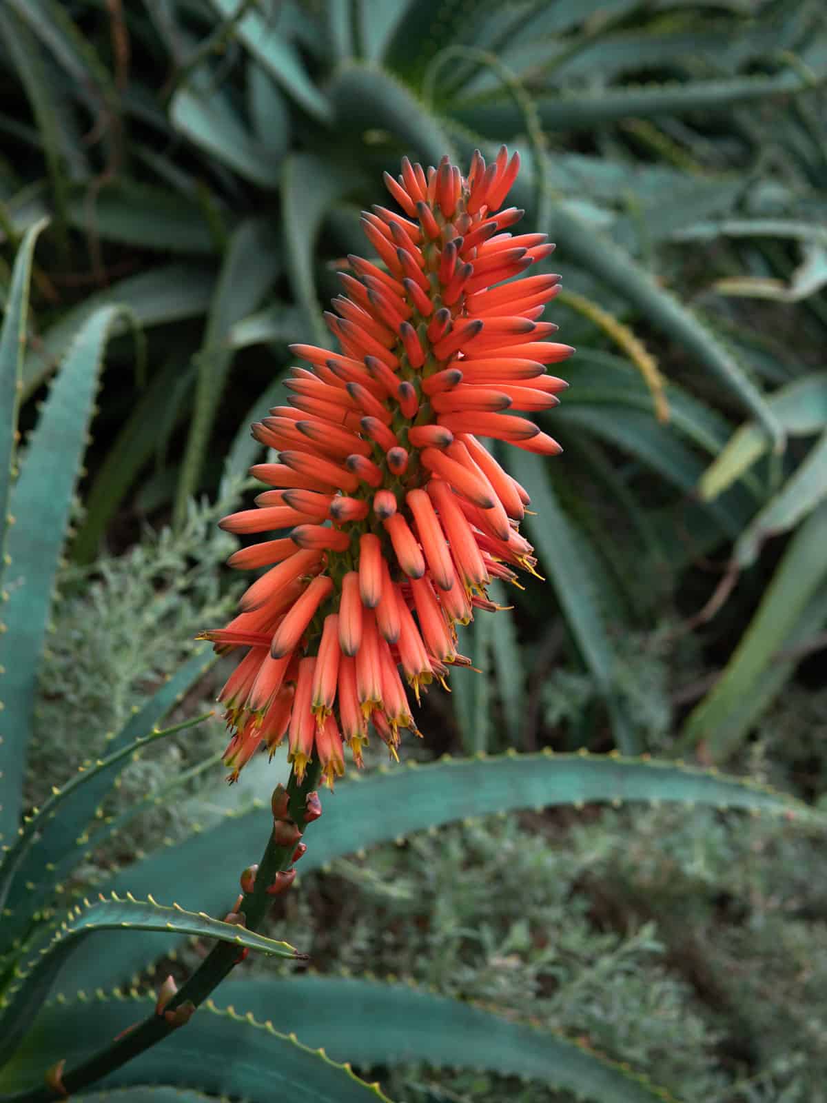 Blooming bright orange colors of a Cape Aloe plant