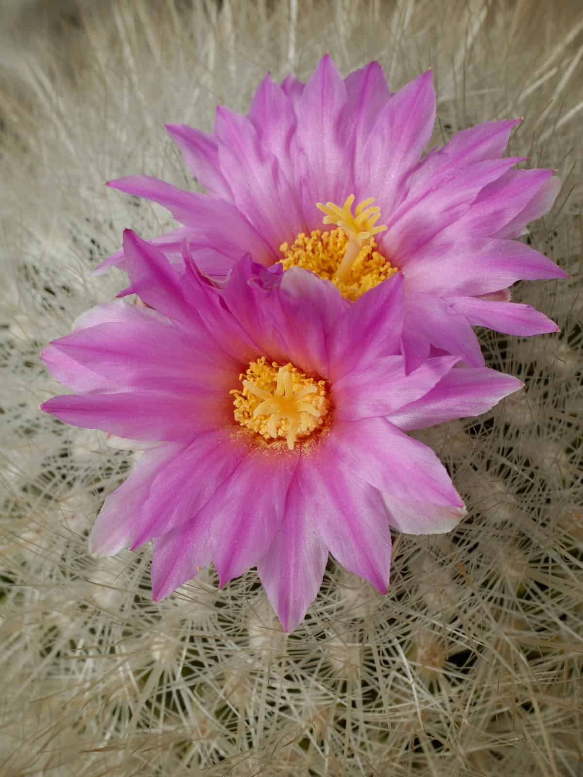 Beautiful bright purple flower of a Chihuahuan Snowball