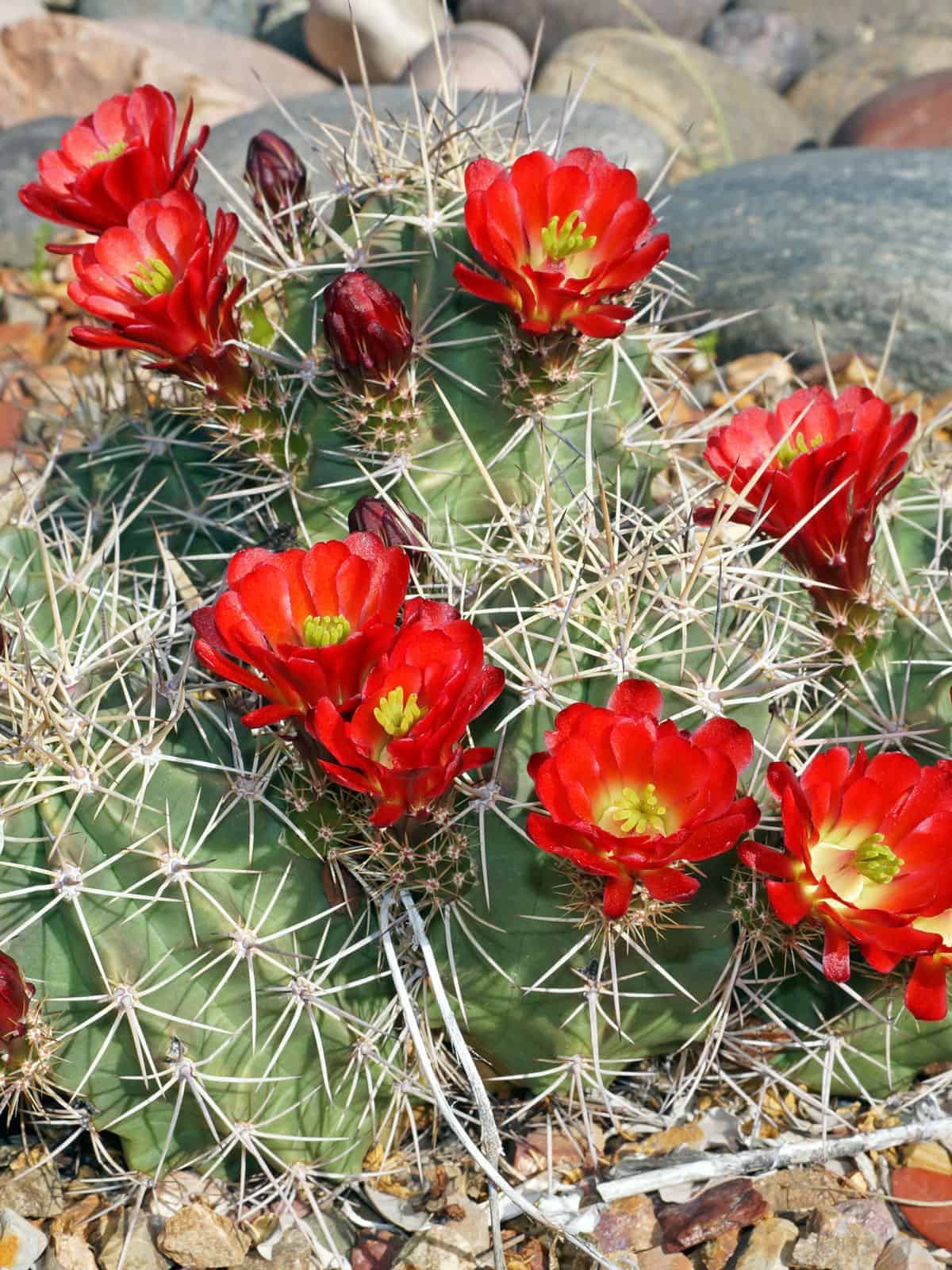 Huge spikes of a Chin Cactus along with blooming bright red flowers
