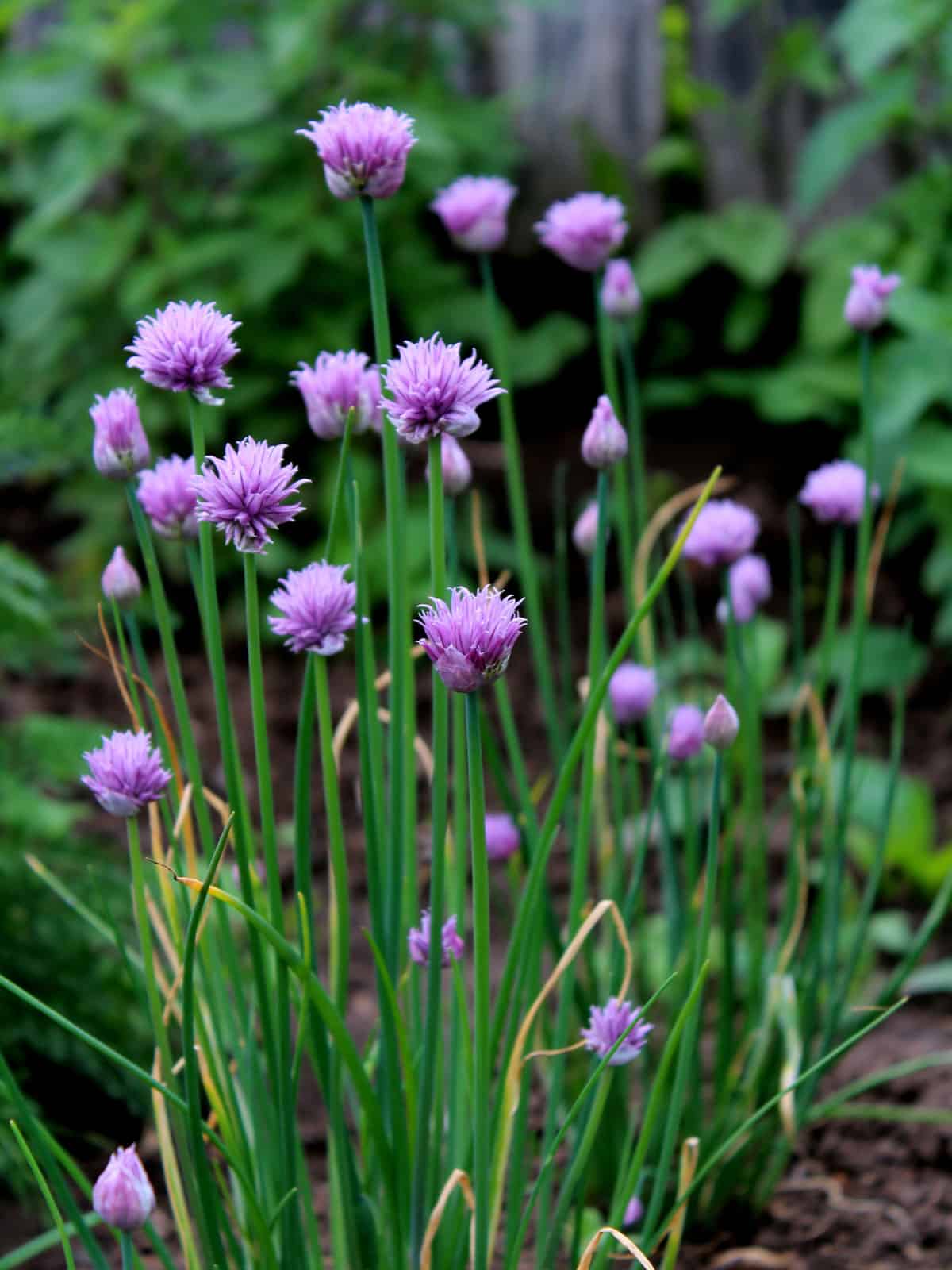 Bright flowering purple bulbs of a Chives herb