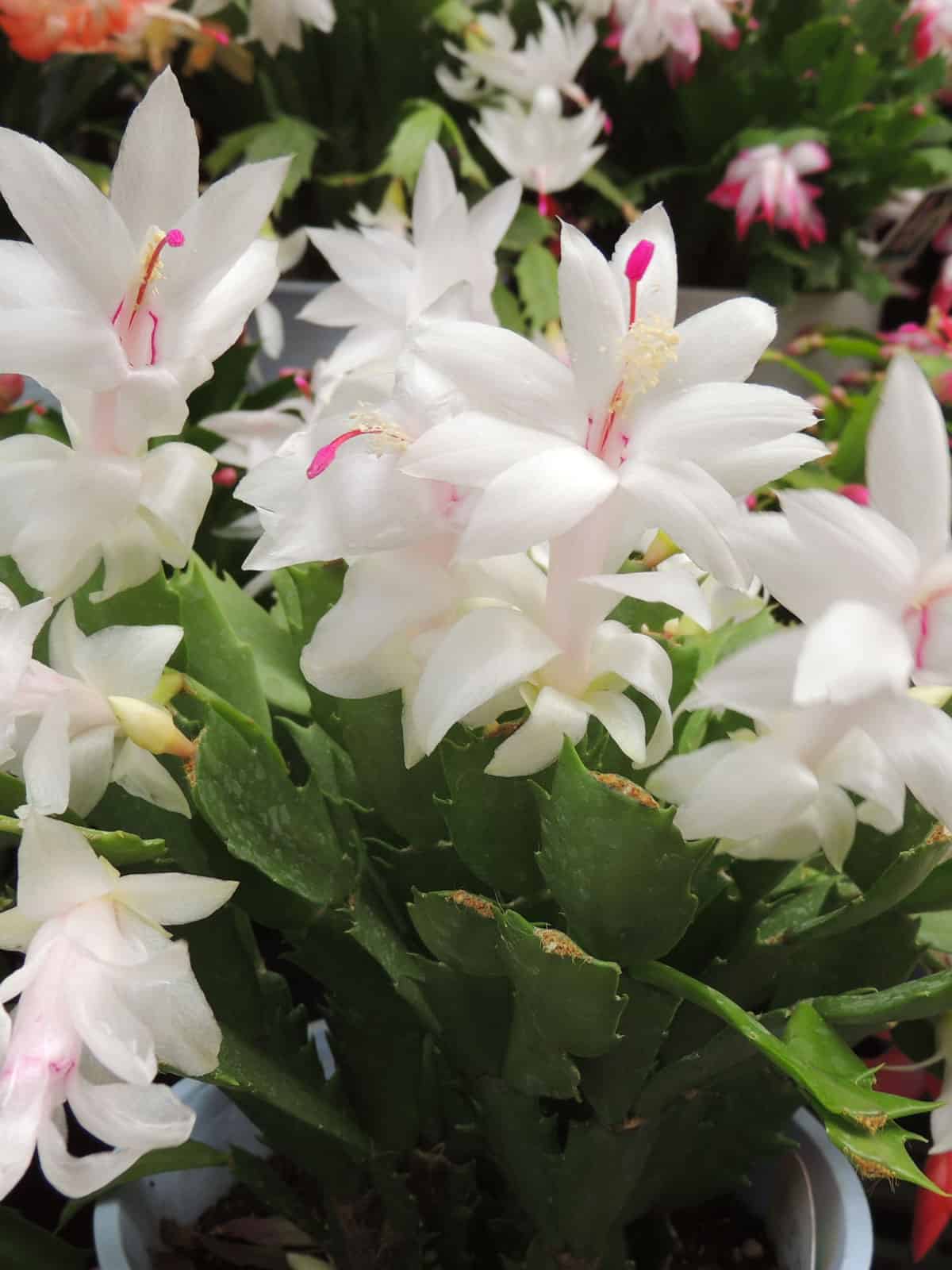 Bright white petals of a Christmas Cactus 