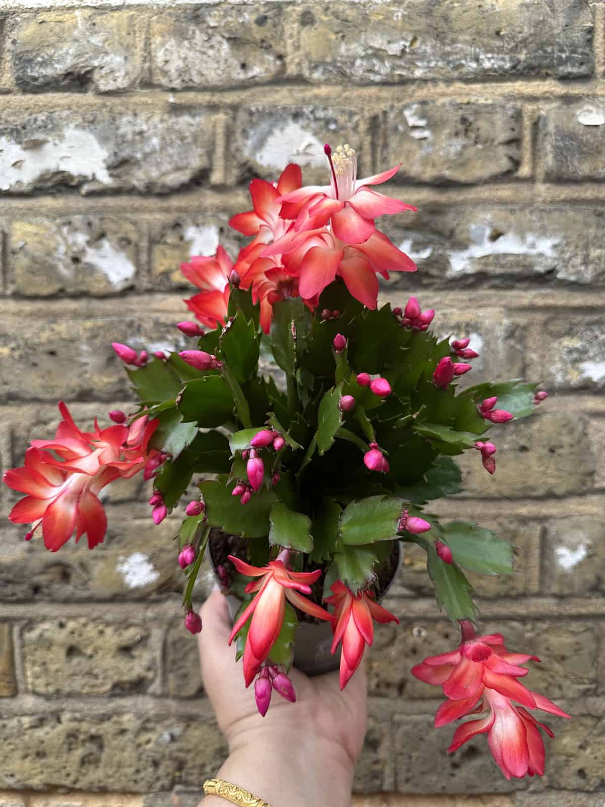 Gorgeous bright leaves of a Christmas Cactus plant