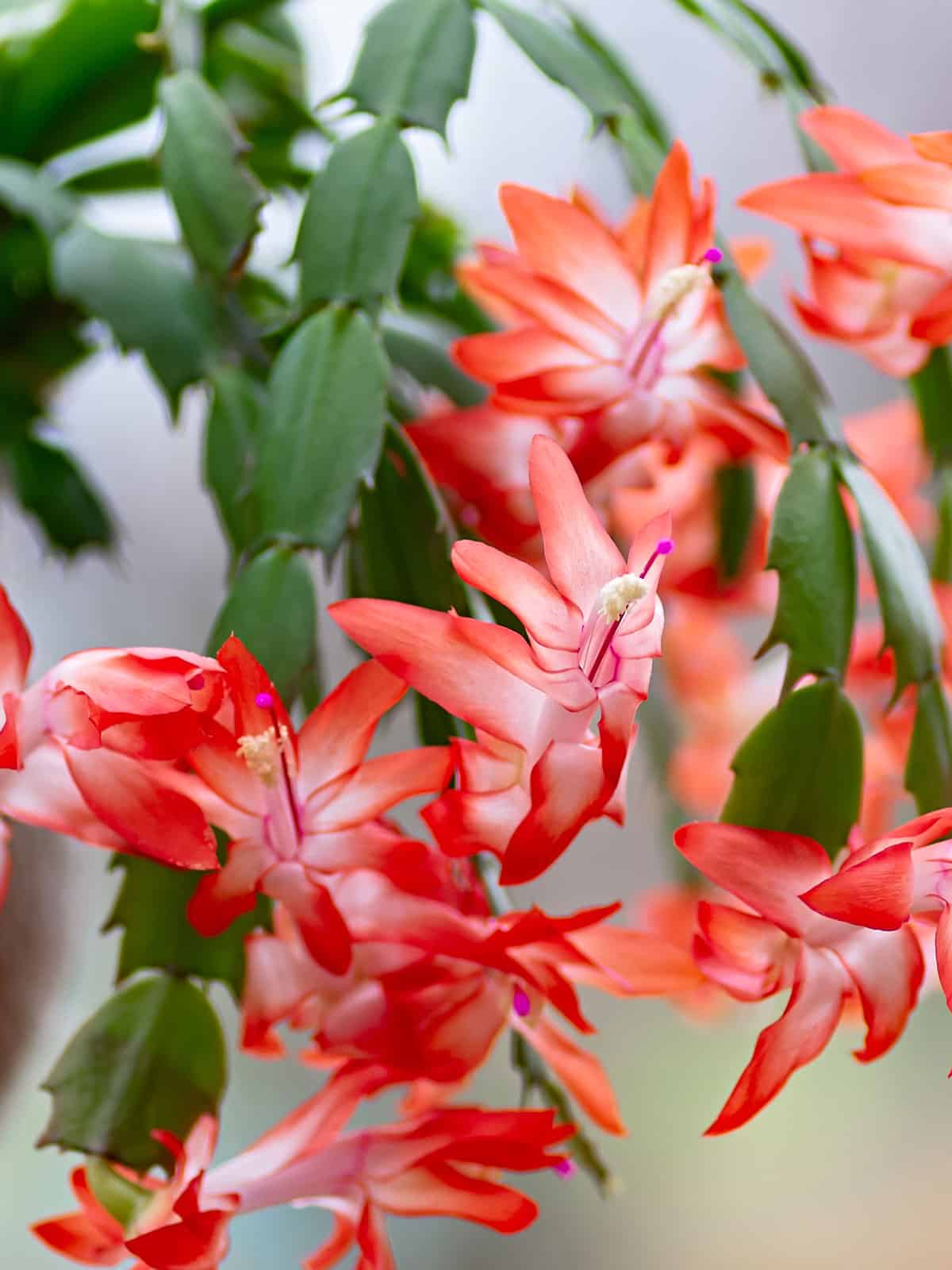 Bright red and white gradient colors of a Christmas Cactus