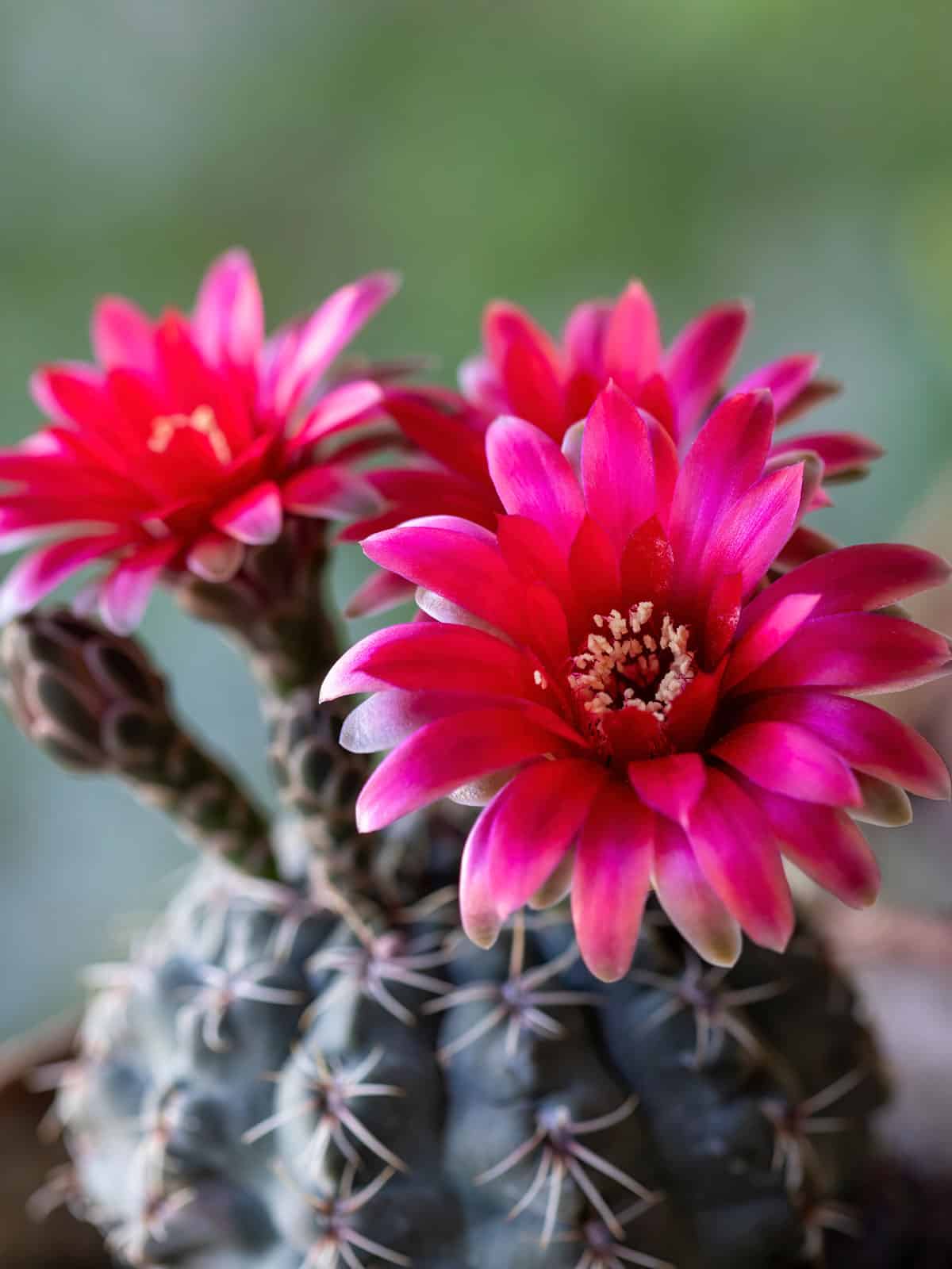 Gorgeous pink petals of a Claret cup cactus