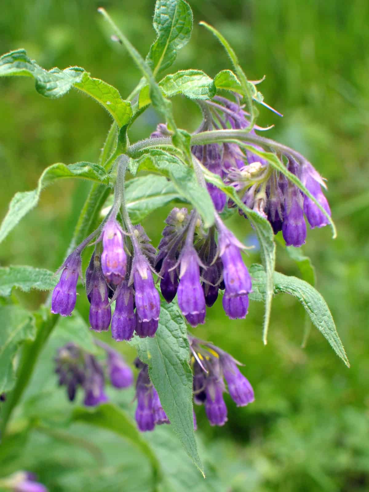 Drooping flowers of a Comfrey herb plant