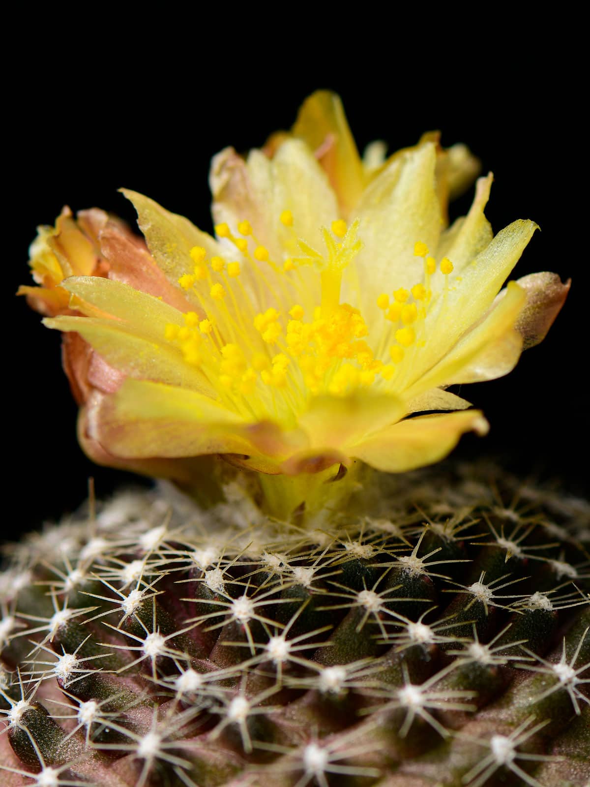 Gorgeous bright yellow flower of a Copiapoa Tenuissima photographed showing the 
