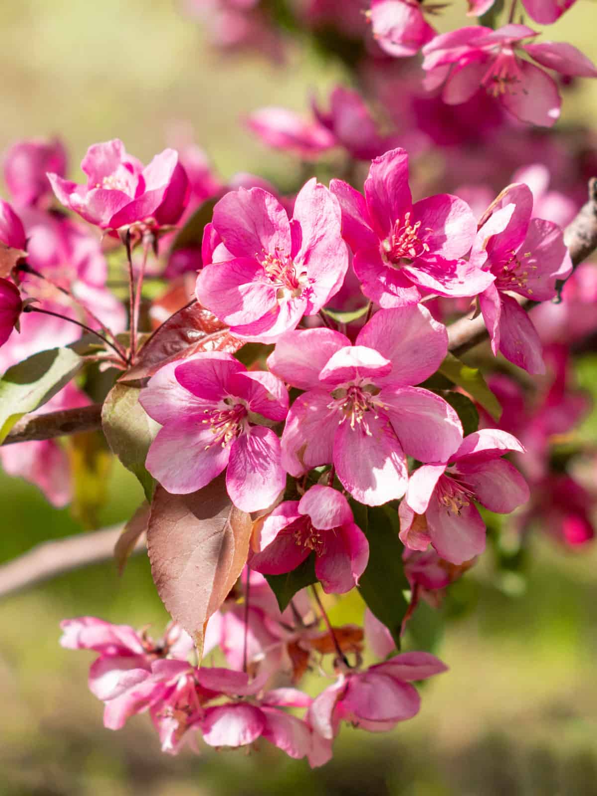 Crabapple (Malus Hybrida) - pink crabapple tree bloom in April