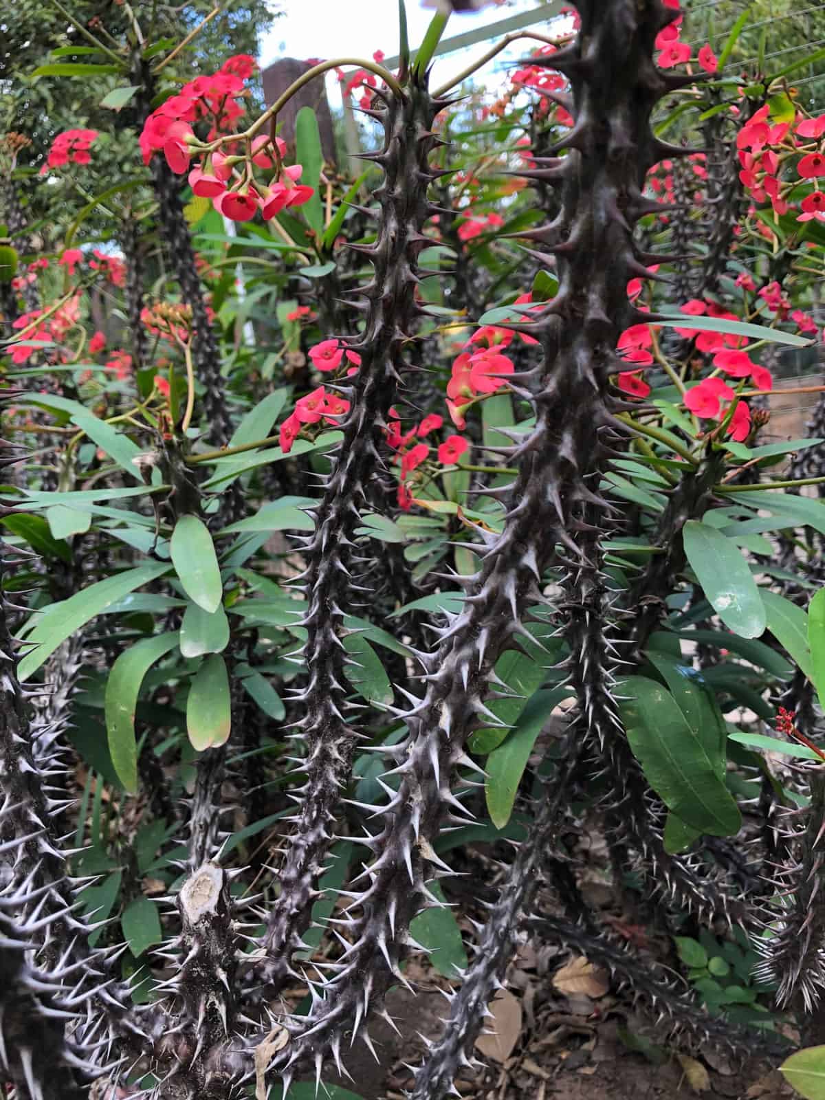 Spikey stems of a Crown of Thorns