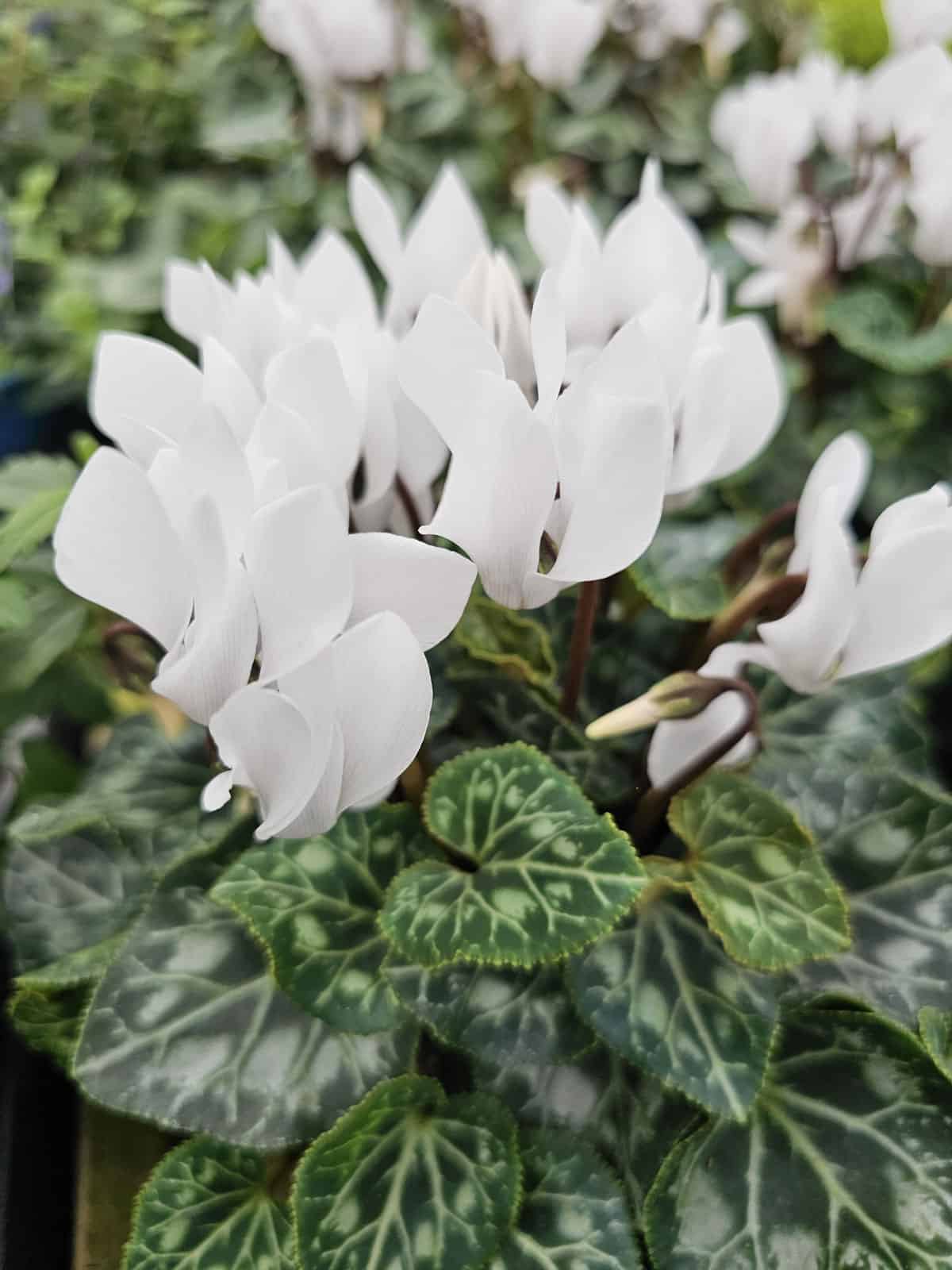 Pure white leaves of a Cyclamen flower in the garden