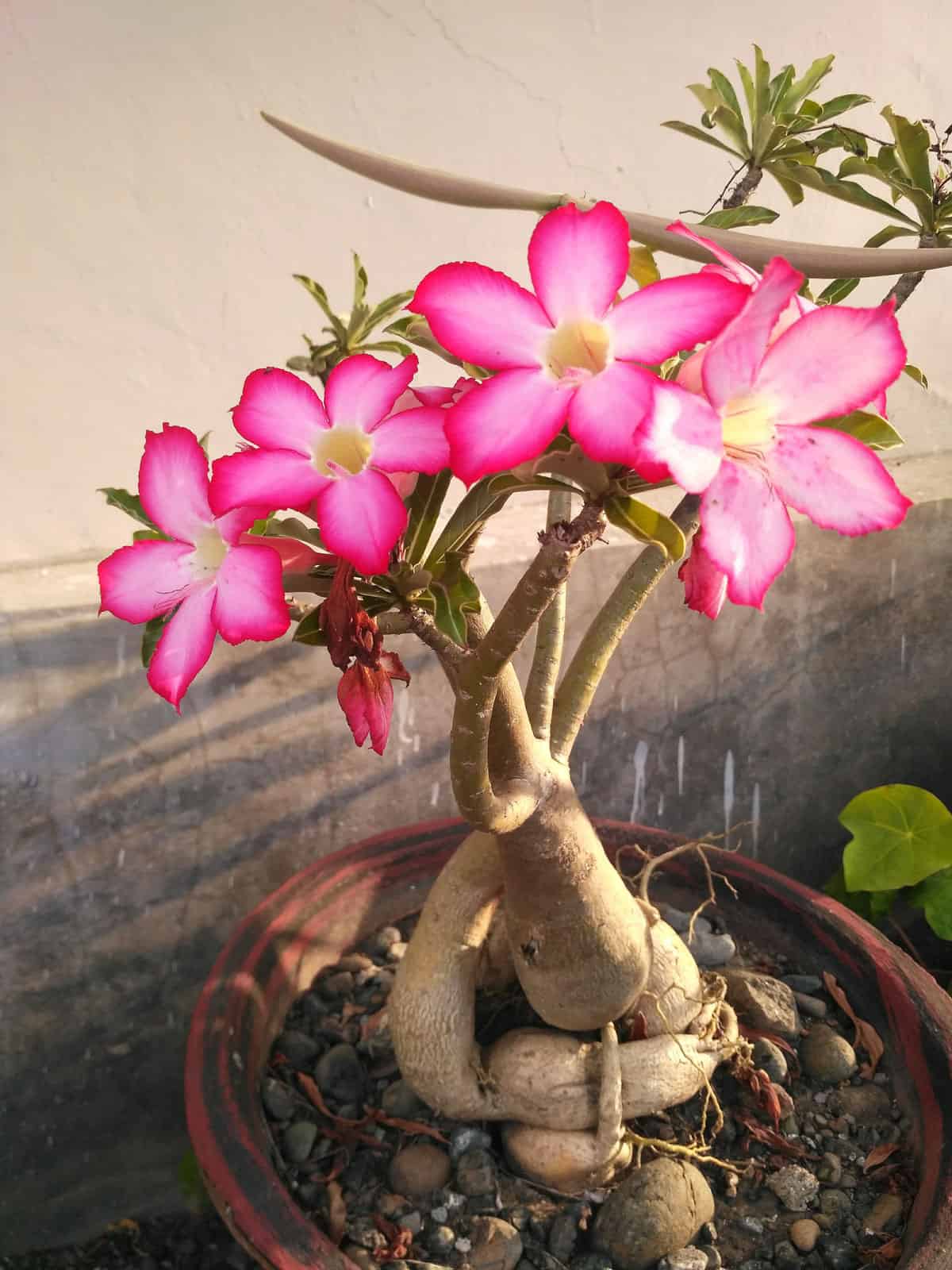 Bright pink flowers of a Desert Rose plant