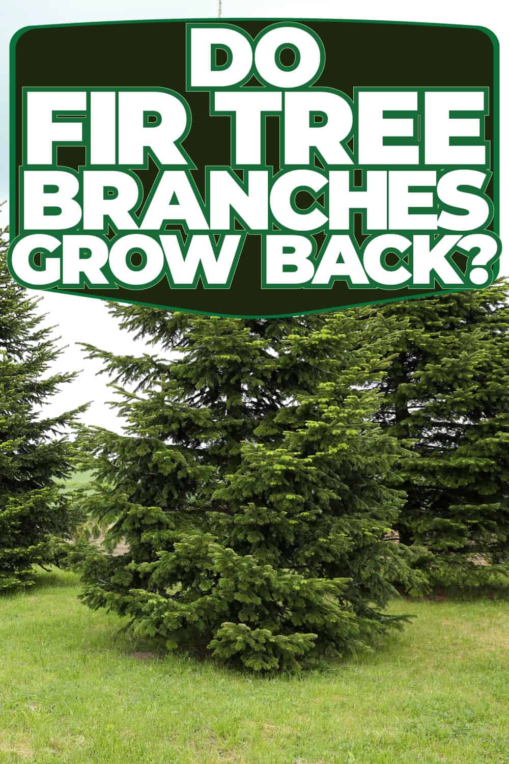 Do Fir Tree Branches Grow Back?