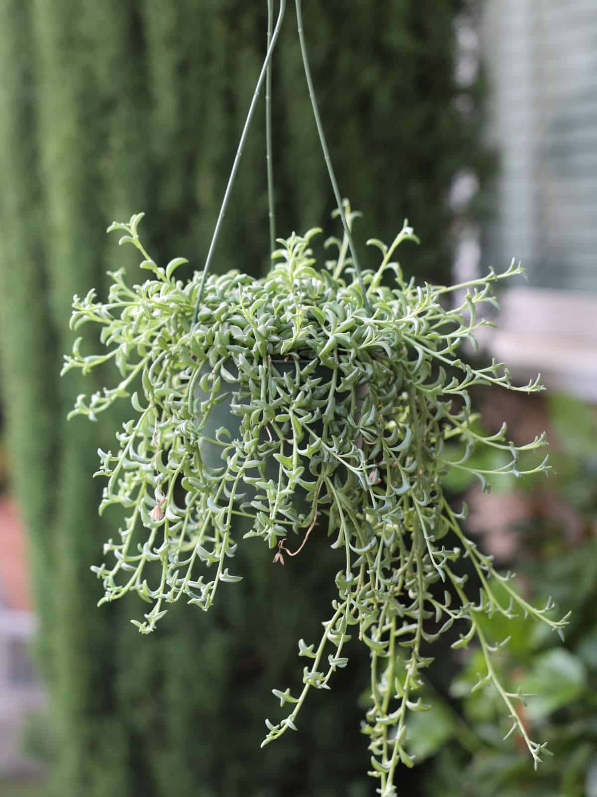 hanging Dolphin plants in the garden