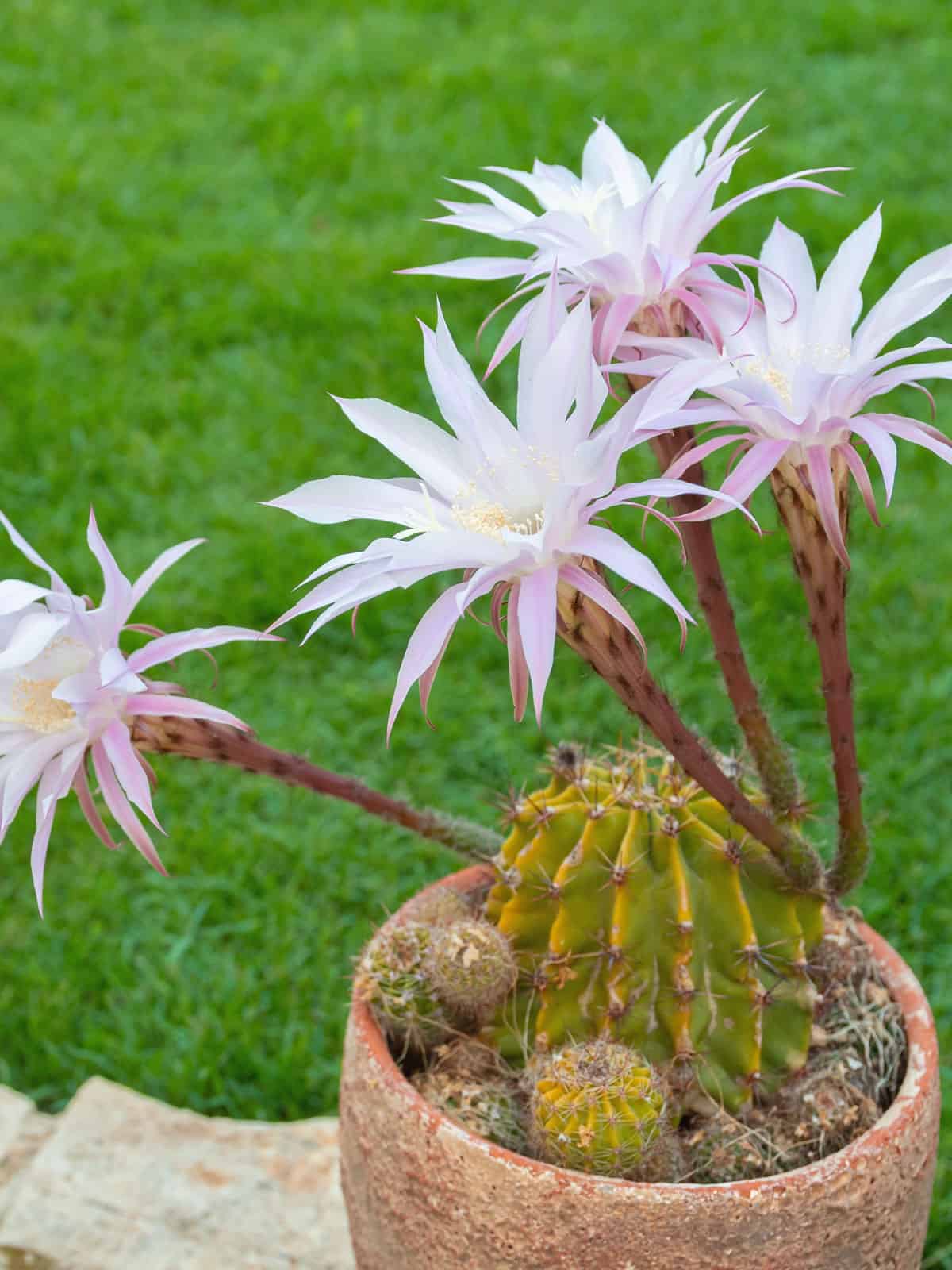 Easter lily cactus flower photographed in full bloom