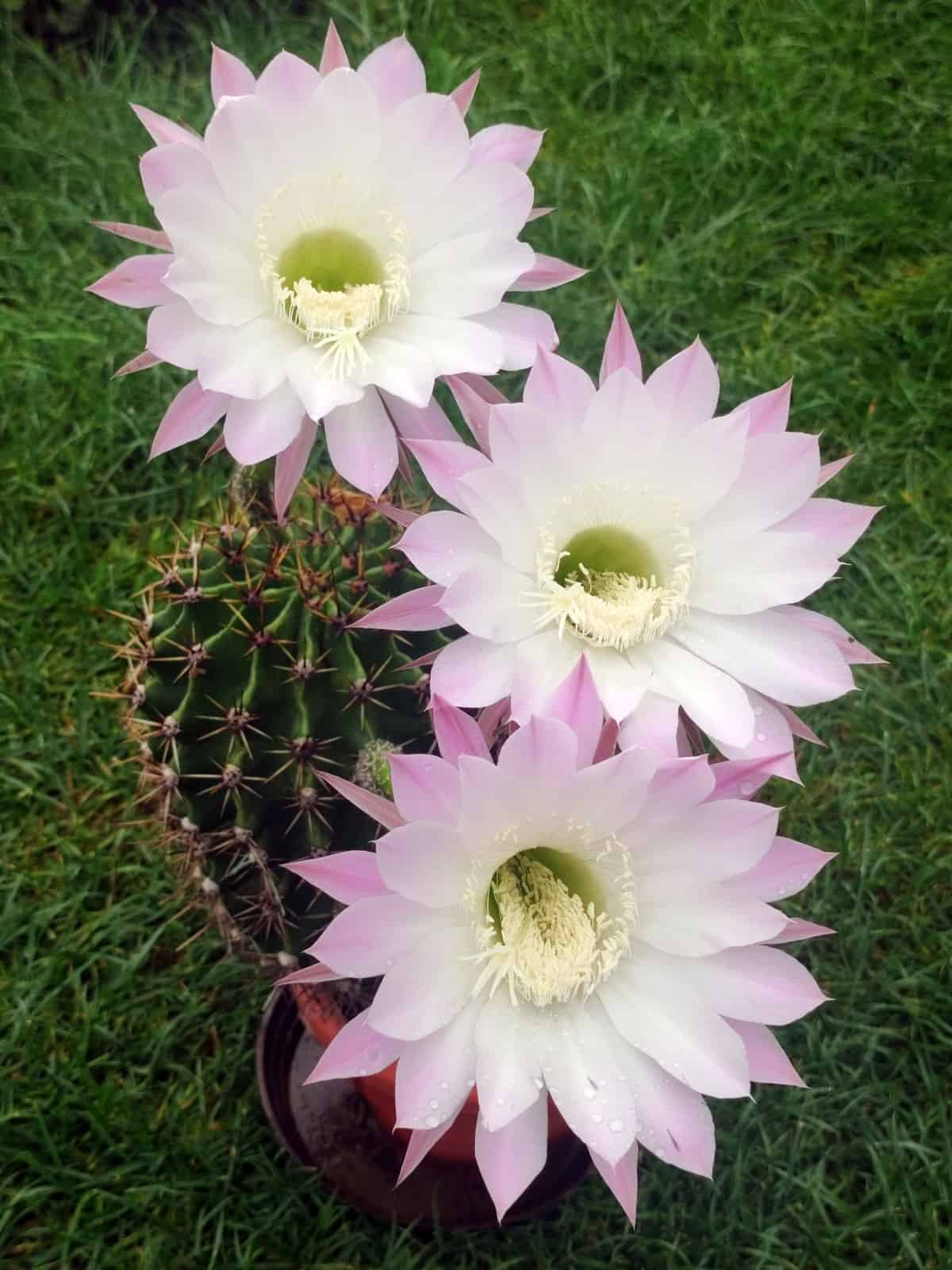 Vibrant light pink flowers of an Easter lily cactus