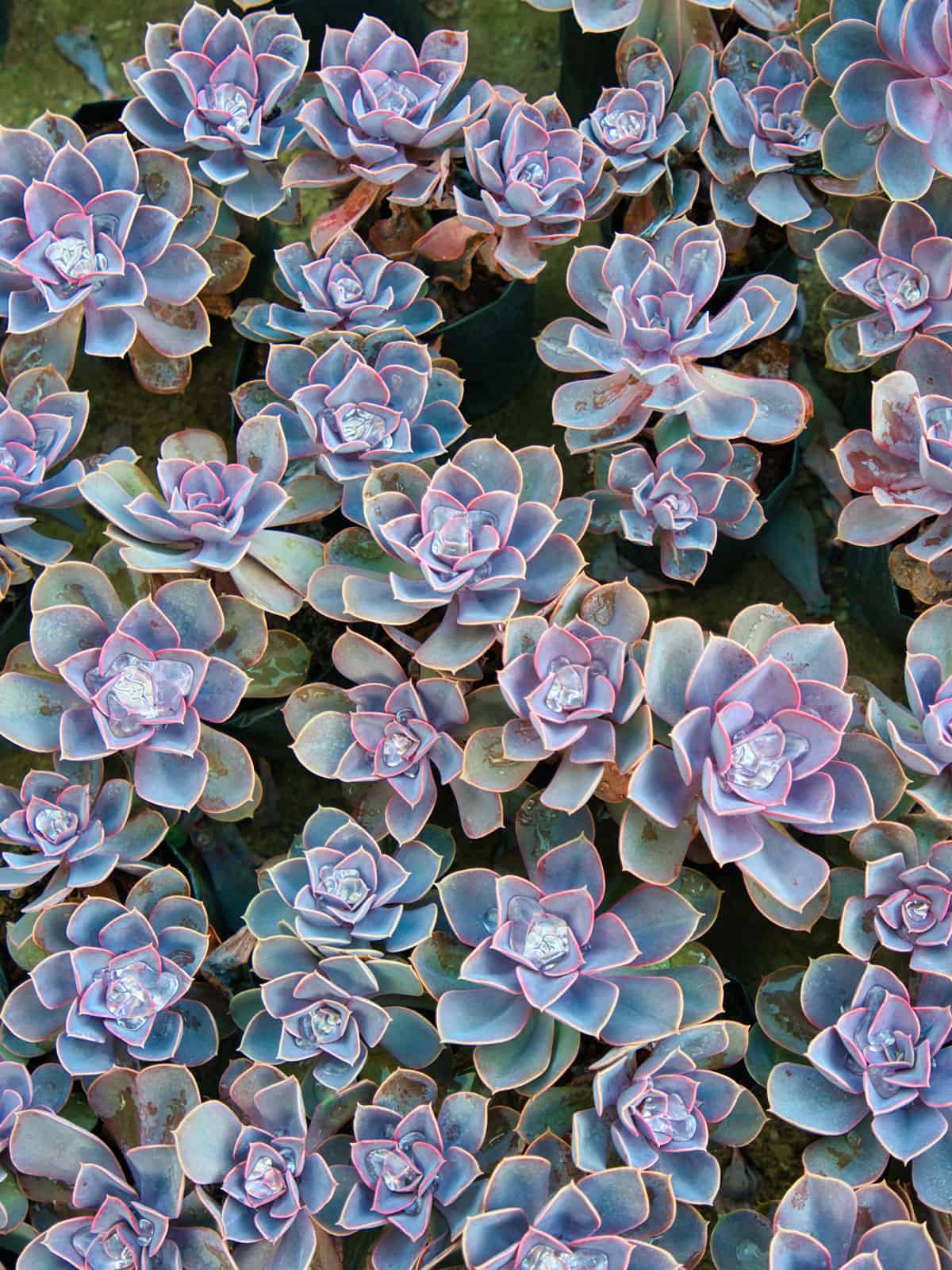 Bright purple leaves with a light pink tip of a Echeveria 'Dusty Rose'