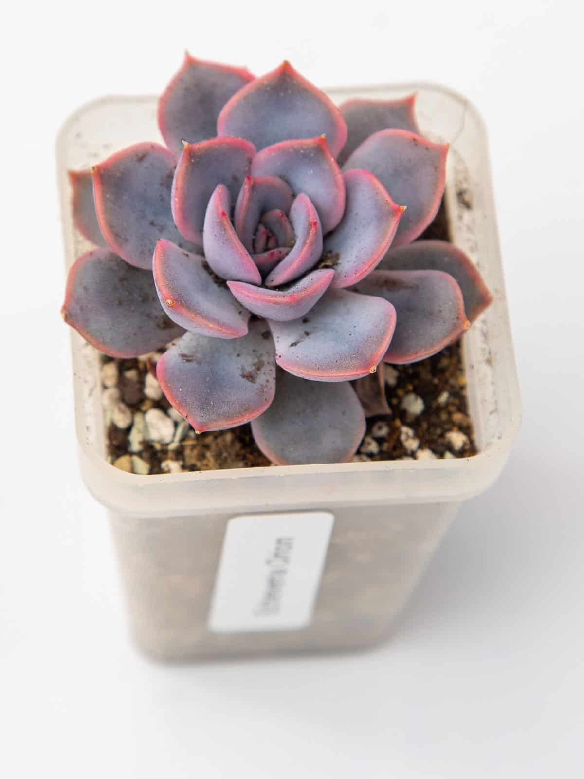 A small purple red tipped Echeveria 'Orion'