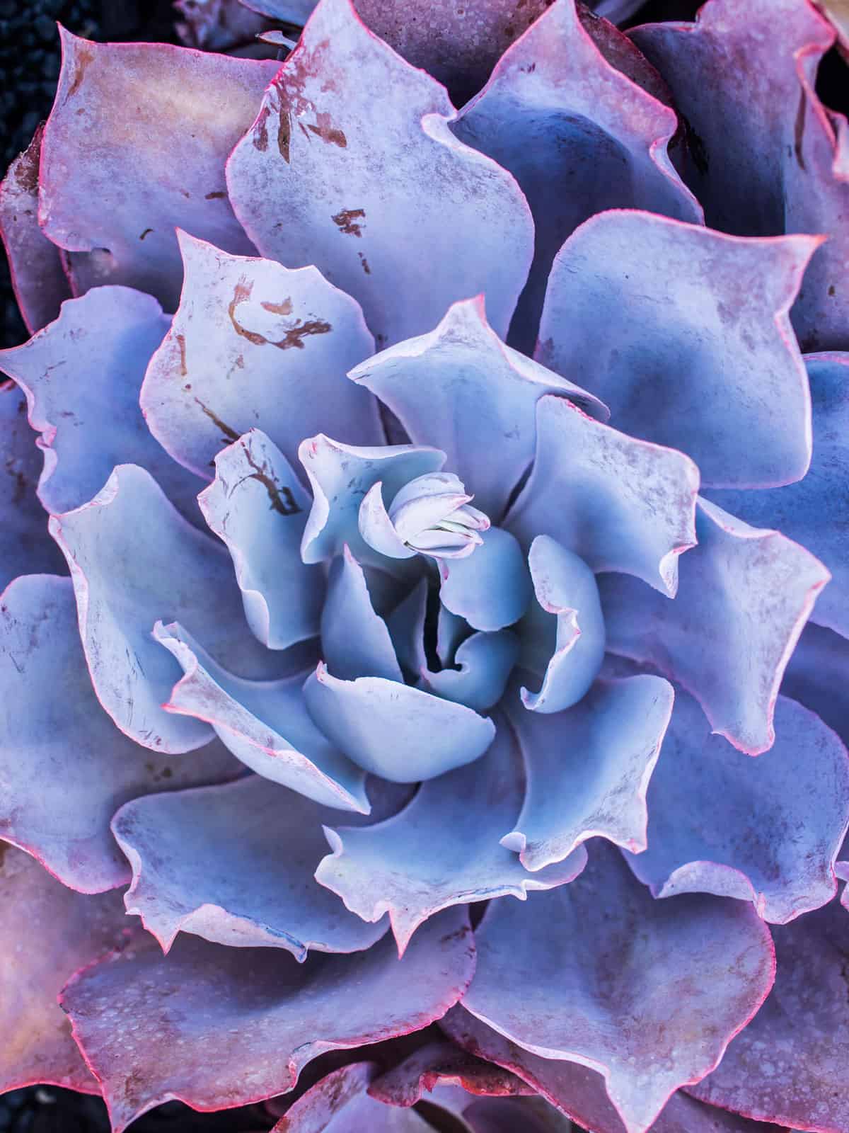 Blue to light pink leaves of an Echeveria ‘Afterglow’