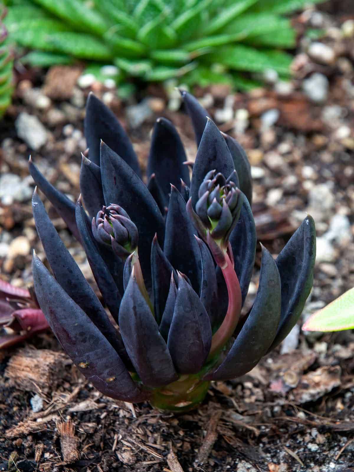 Deep dark blue leaves of an Echeveria ‘Black Knight’