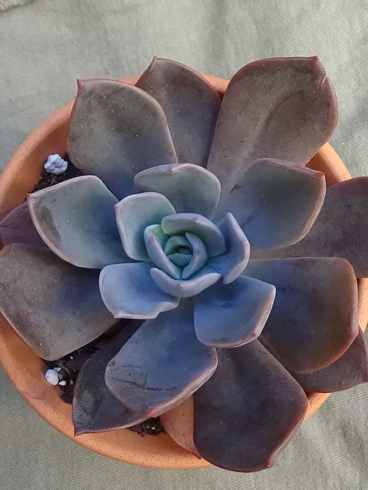 A gradient of deep blue to maroon colored leaves of an Echeveria ‘Blue Prince’