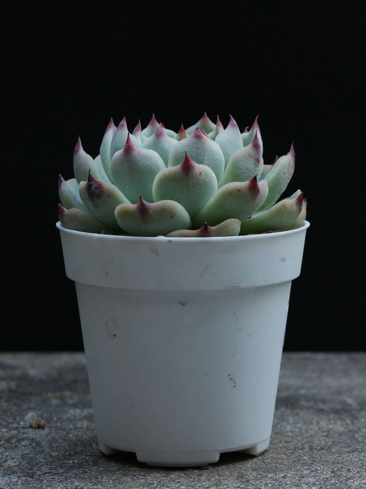 Green and maroon tipped Echeveria ‘Tippy’