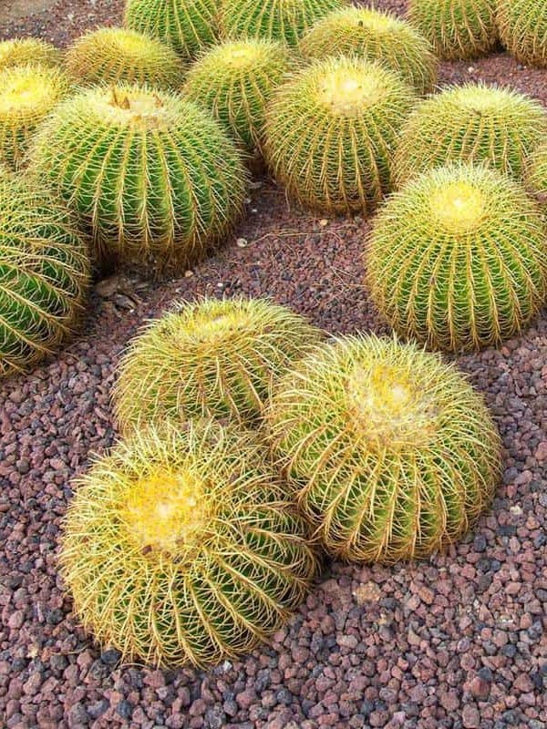 A group of large, spherical, yellow-spined cacti clustered on dark pebble soil, basking under bright sunlight ar 3:4