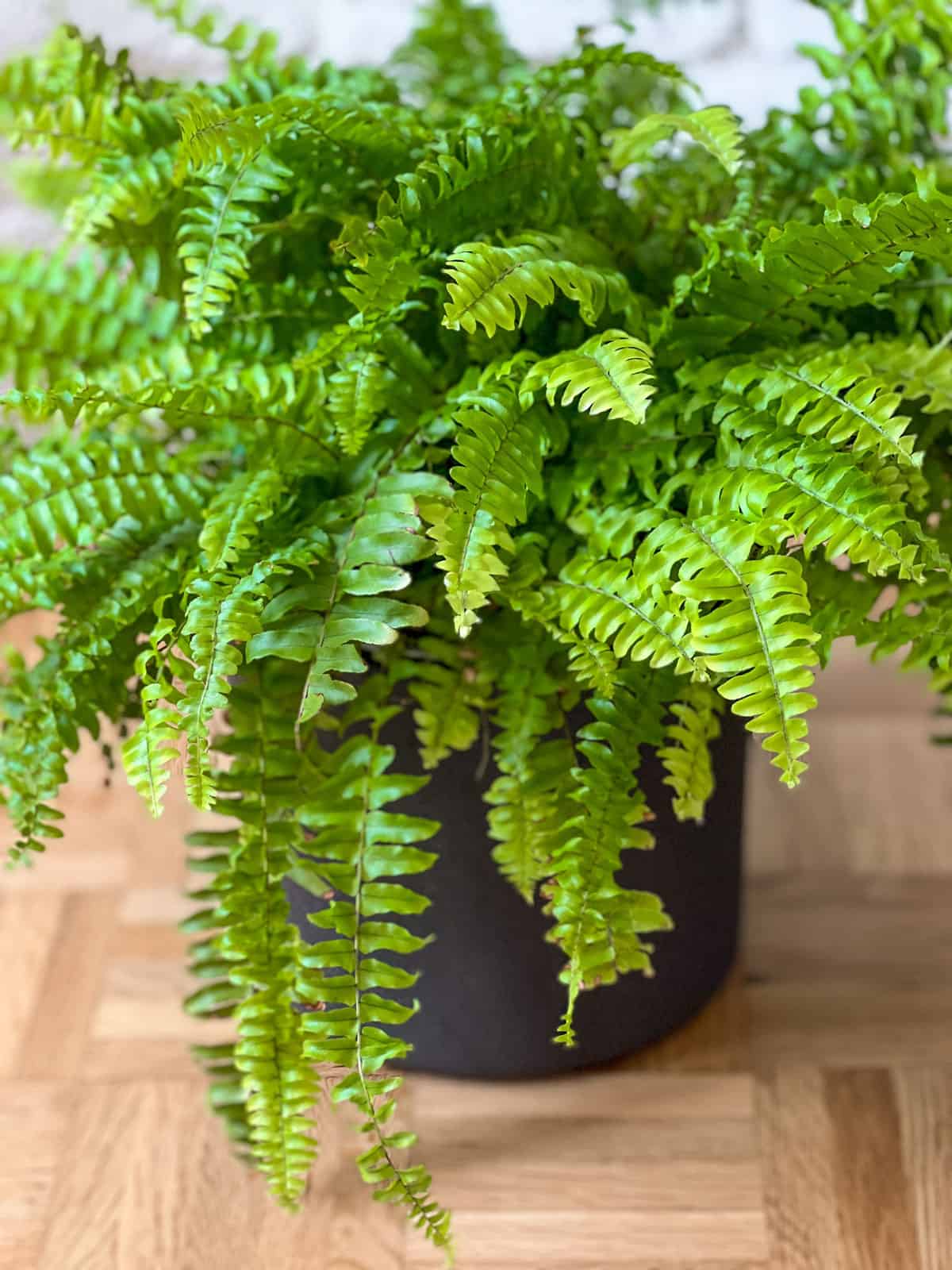 Bright beautiful blooming Ferns plant on a black pot