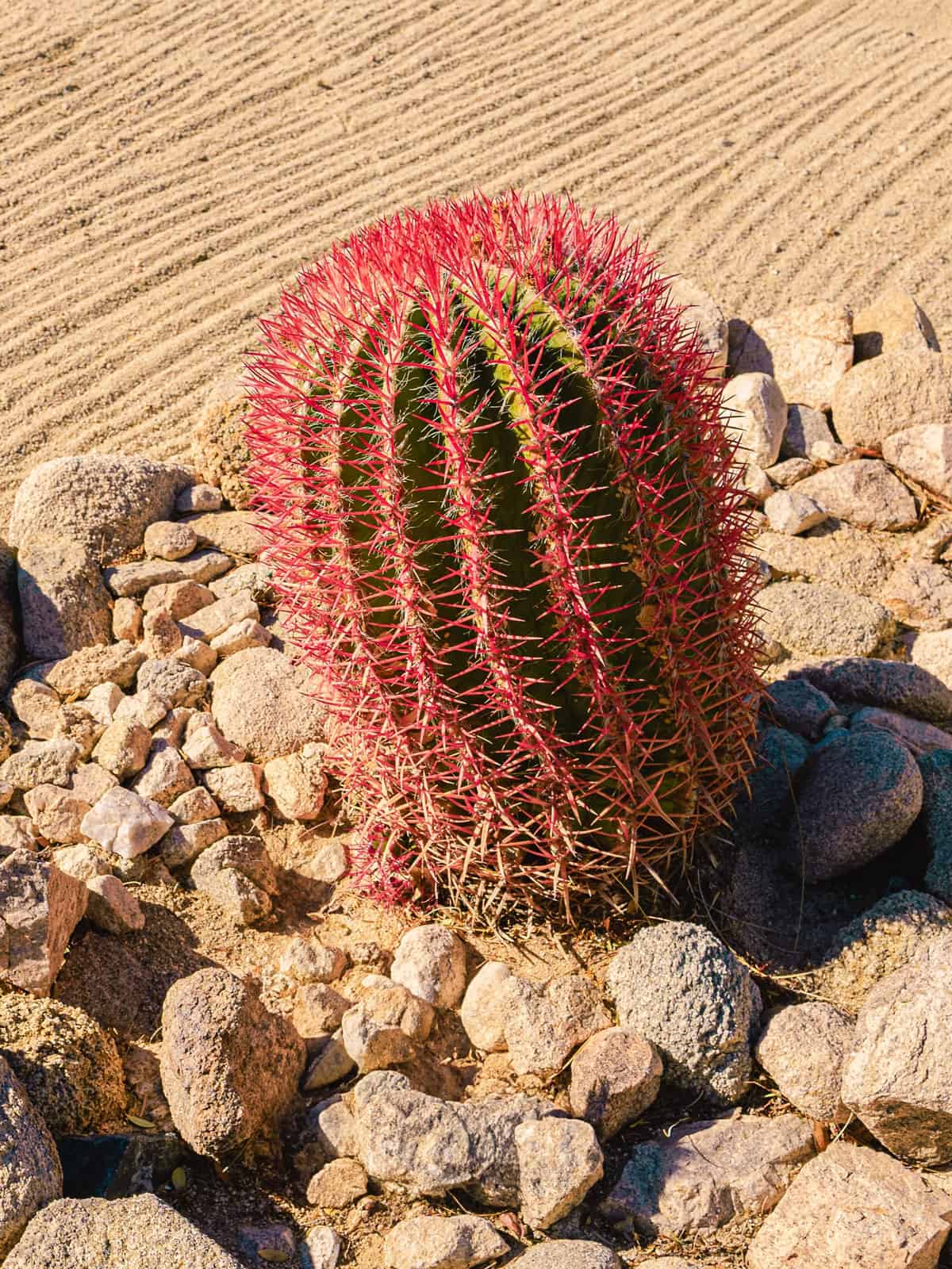 A small Fire Barrel Cactus surrounded by rocks 