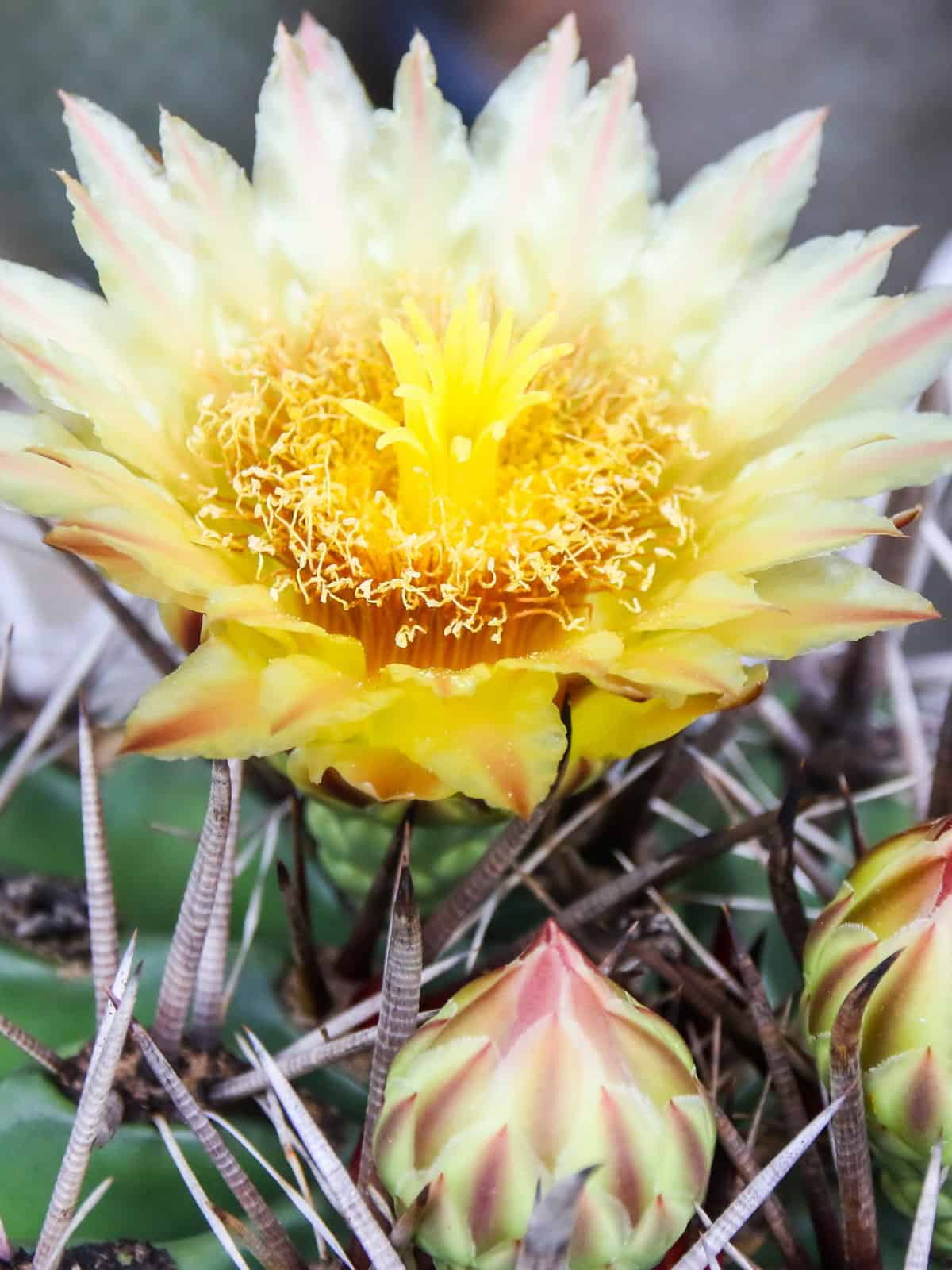 Stunning bright yellow flower of a Fishhook Barrel Cactus 