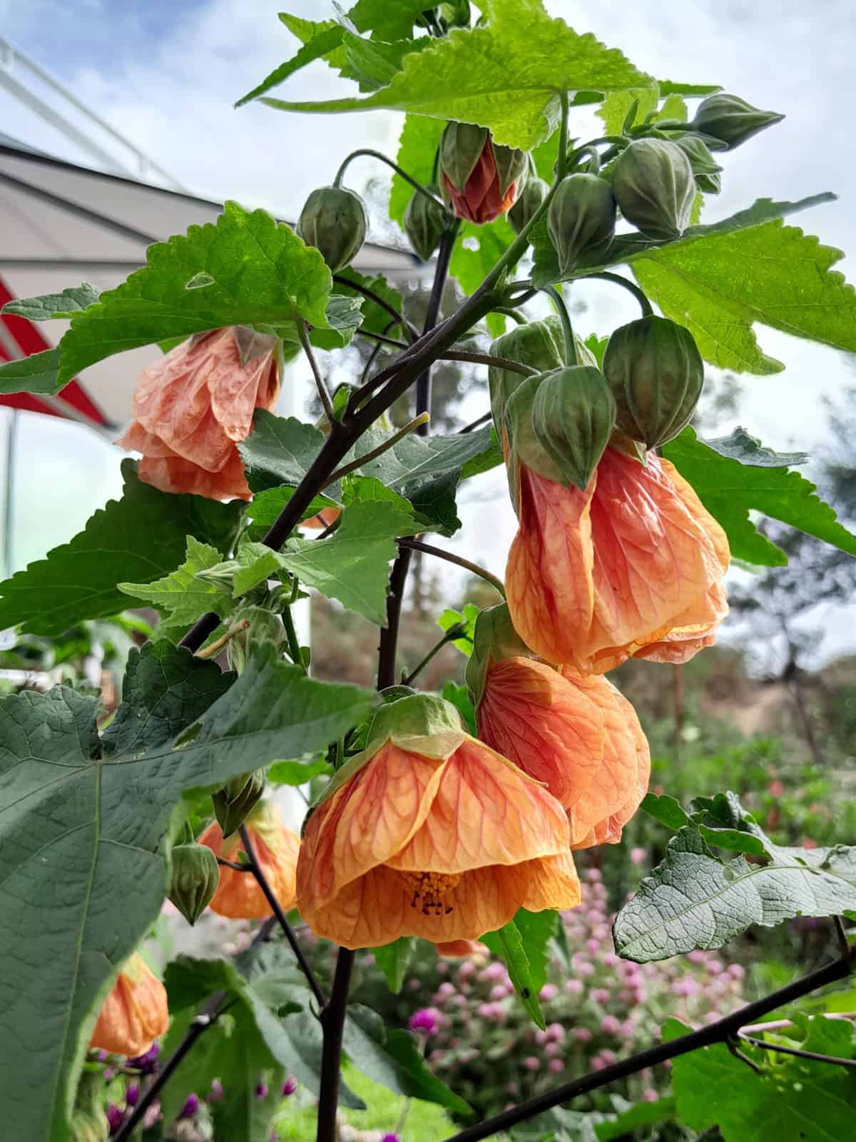 Gorgeous orange drooping leaves of a Flowering maple