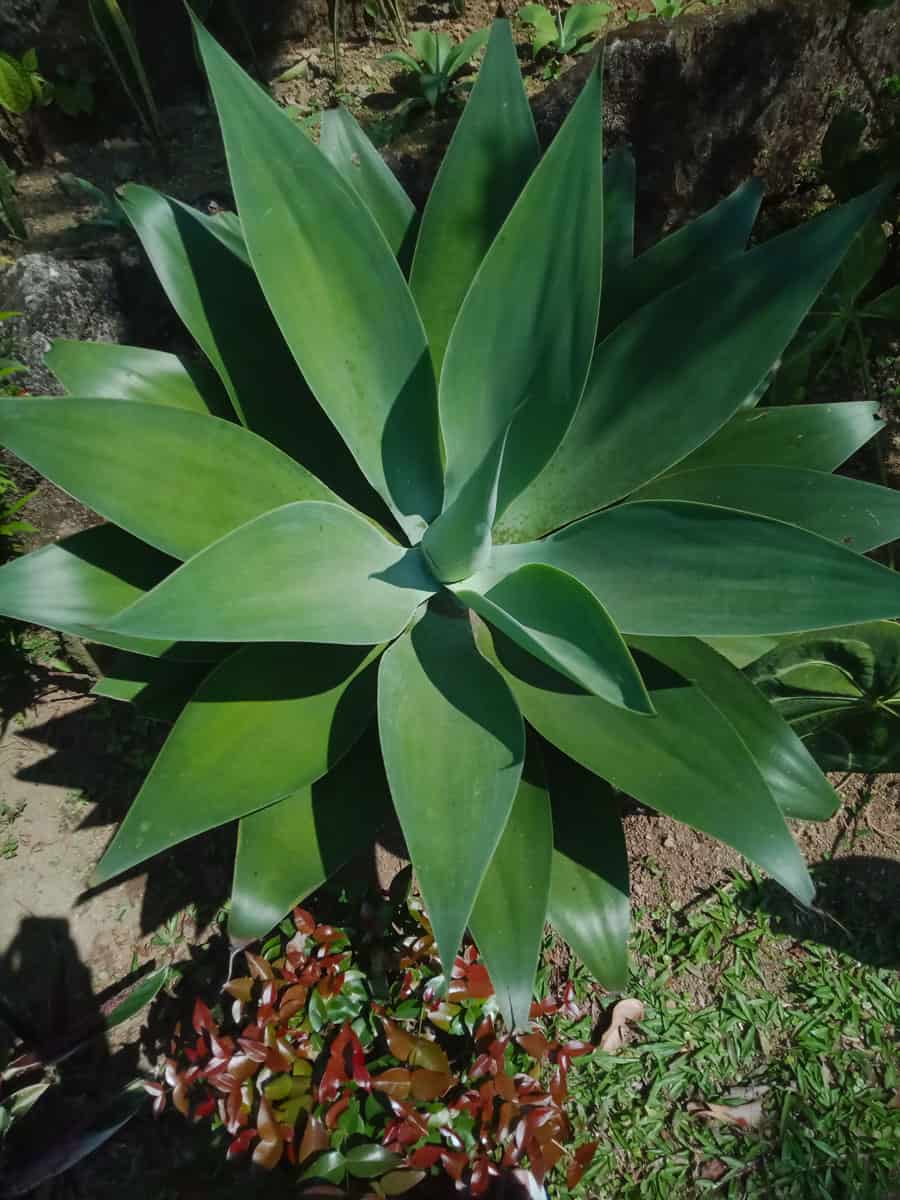 A huge foxtail agave growing in the wild