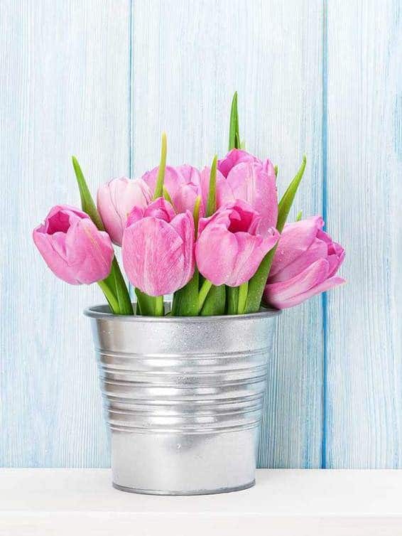 Fresh pink tulip flowers bouquet in a bucket ar 3:4