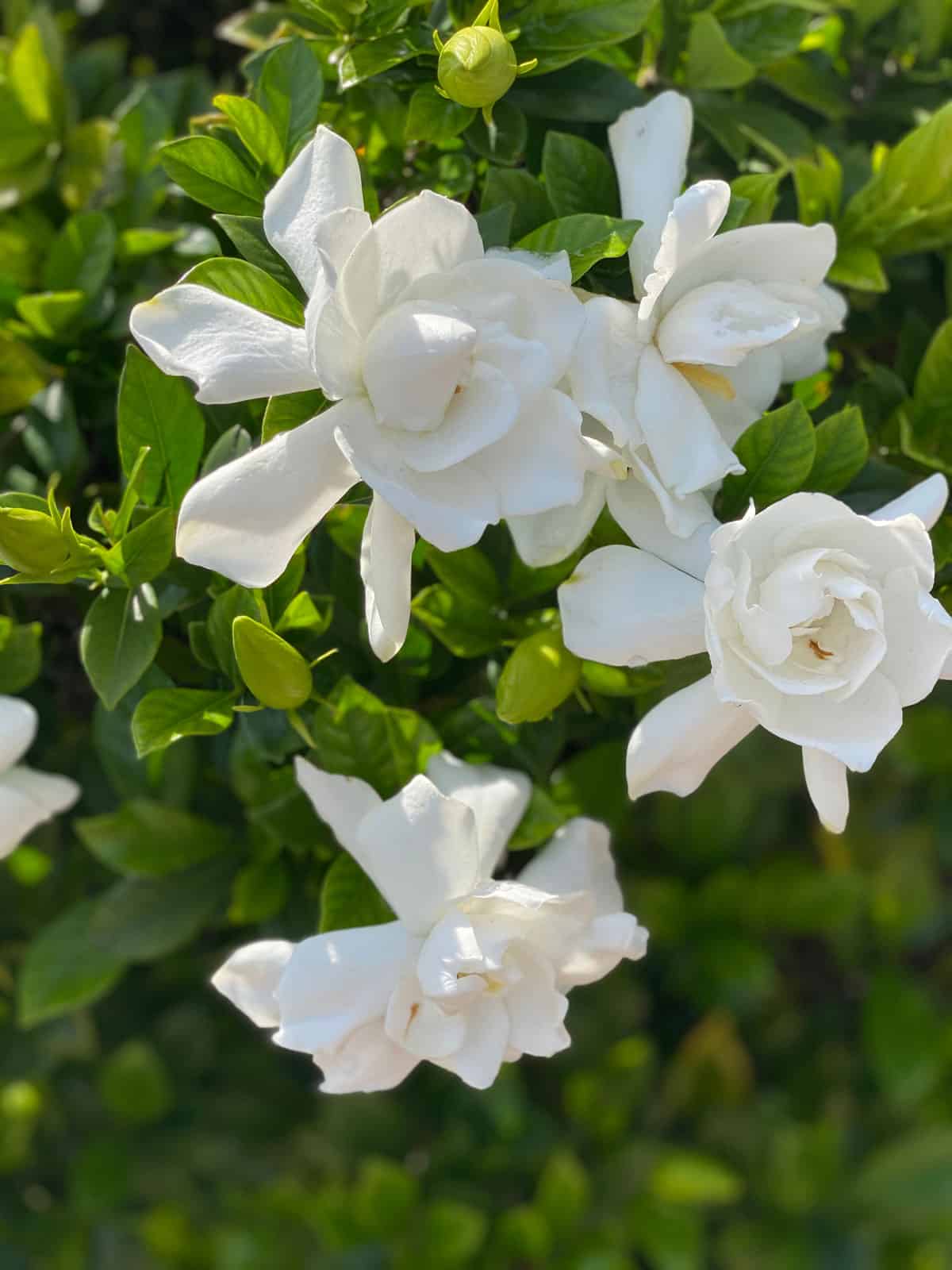 Bright white petals of Gardenia plant