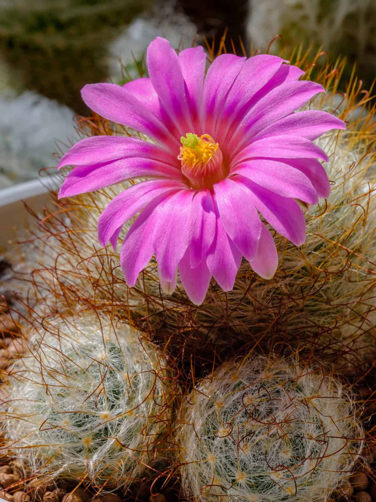 Bright pink petals German cactus 