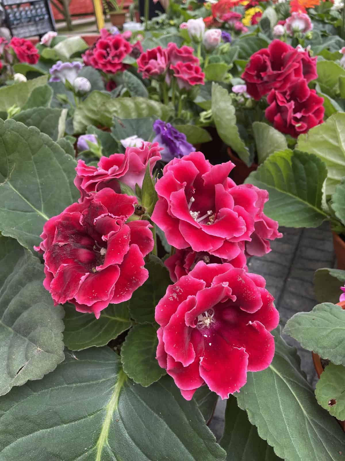 Variety of different colors of Gloxinia flowers 