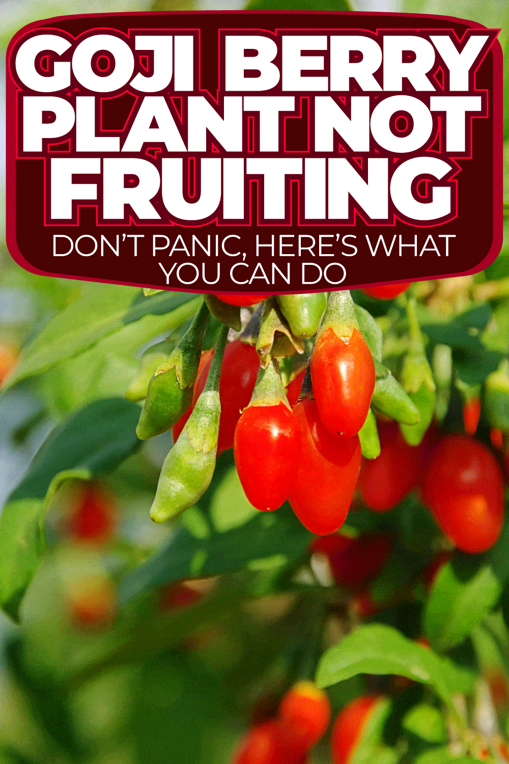 Goji Berry Plant Not Fruiting - Don’t Panic, Here’s What You Can Do