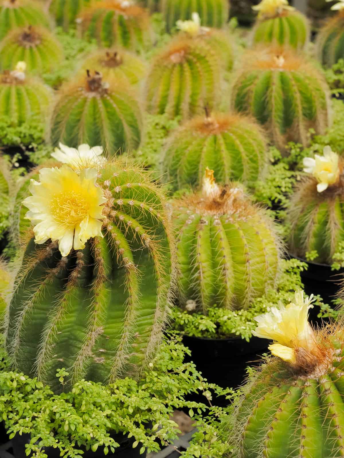 Golden barrel cactus balls blooming brightly
