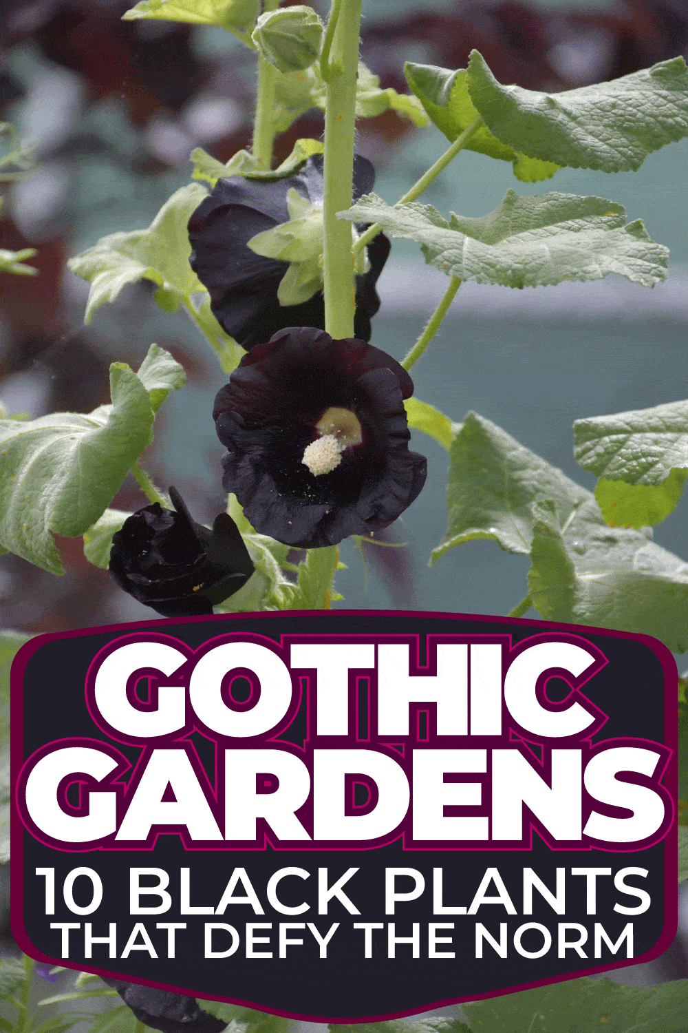Gothic Gardens 10 Black Plants That Defy The Norm