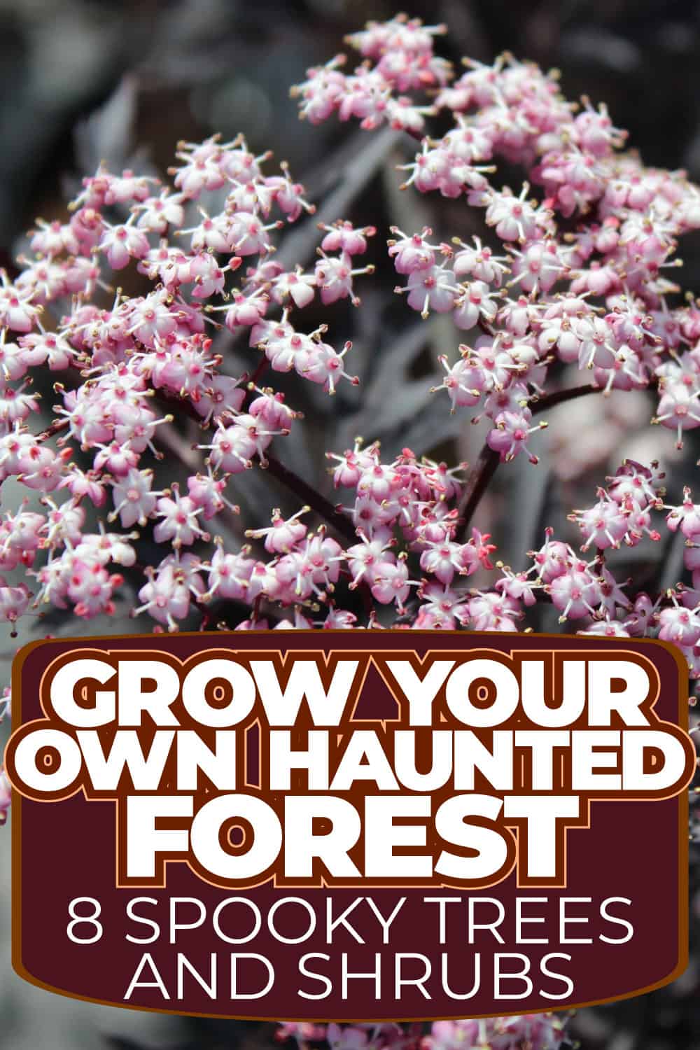 Grow Your Own Haunted Forest: 8 Spooky Trees and Shrubs