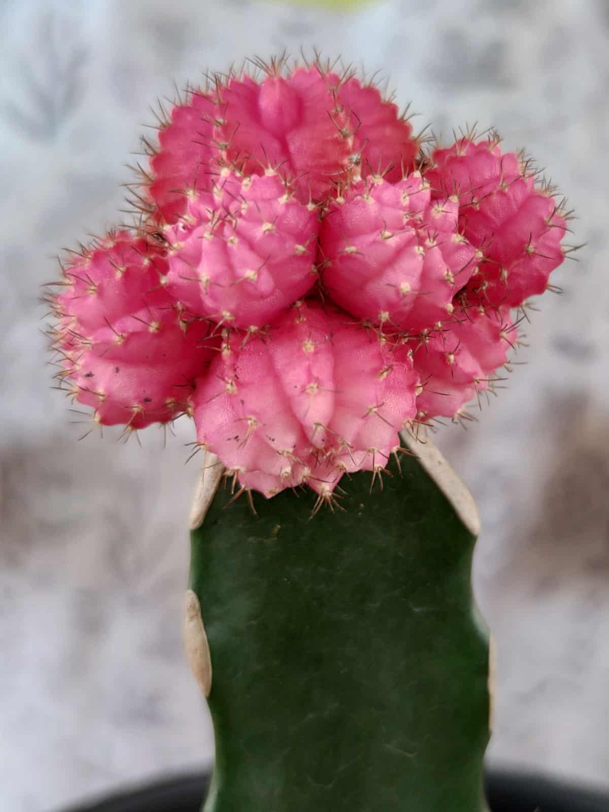 Stunning bright pink flowering Moon Cactus photographed up close